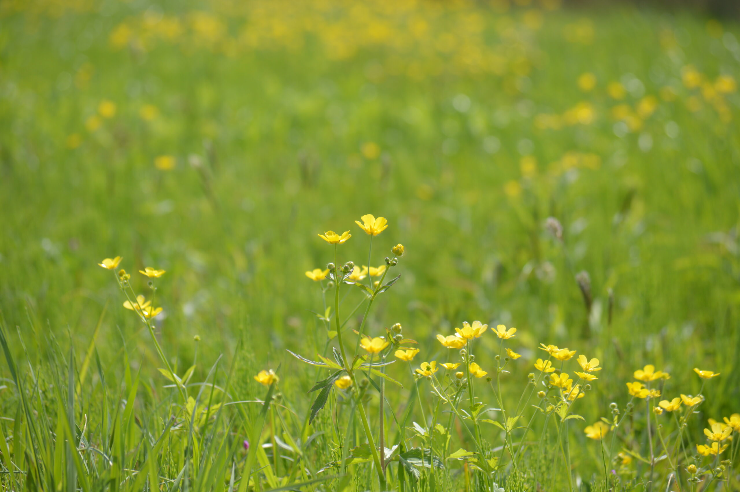 ウマノアシガタ　2024年4月14日撮影