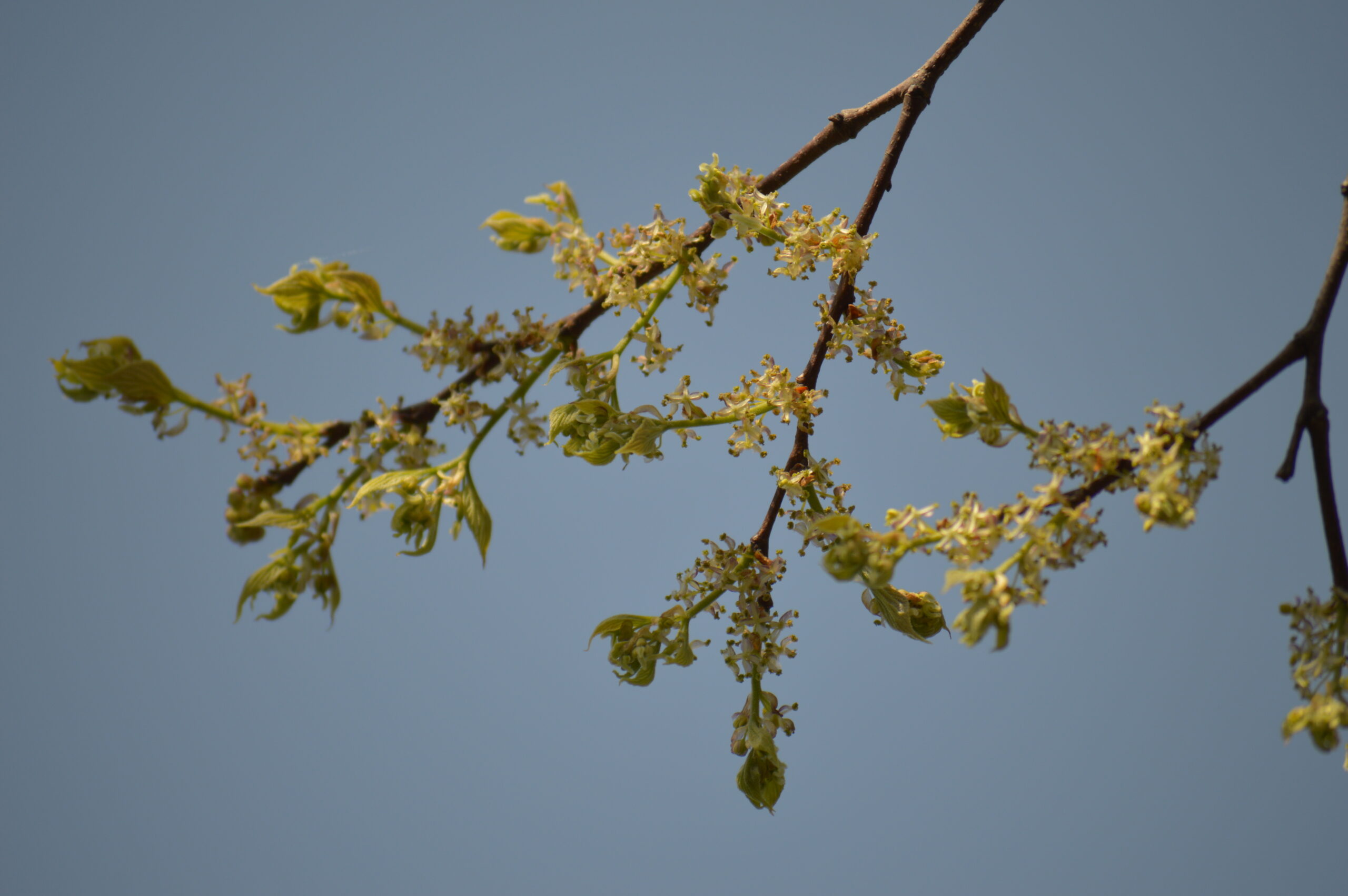 榎　2024年4月14日撮影