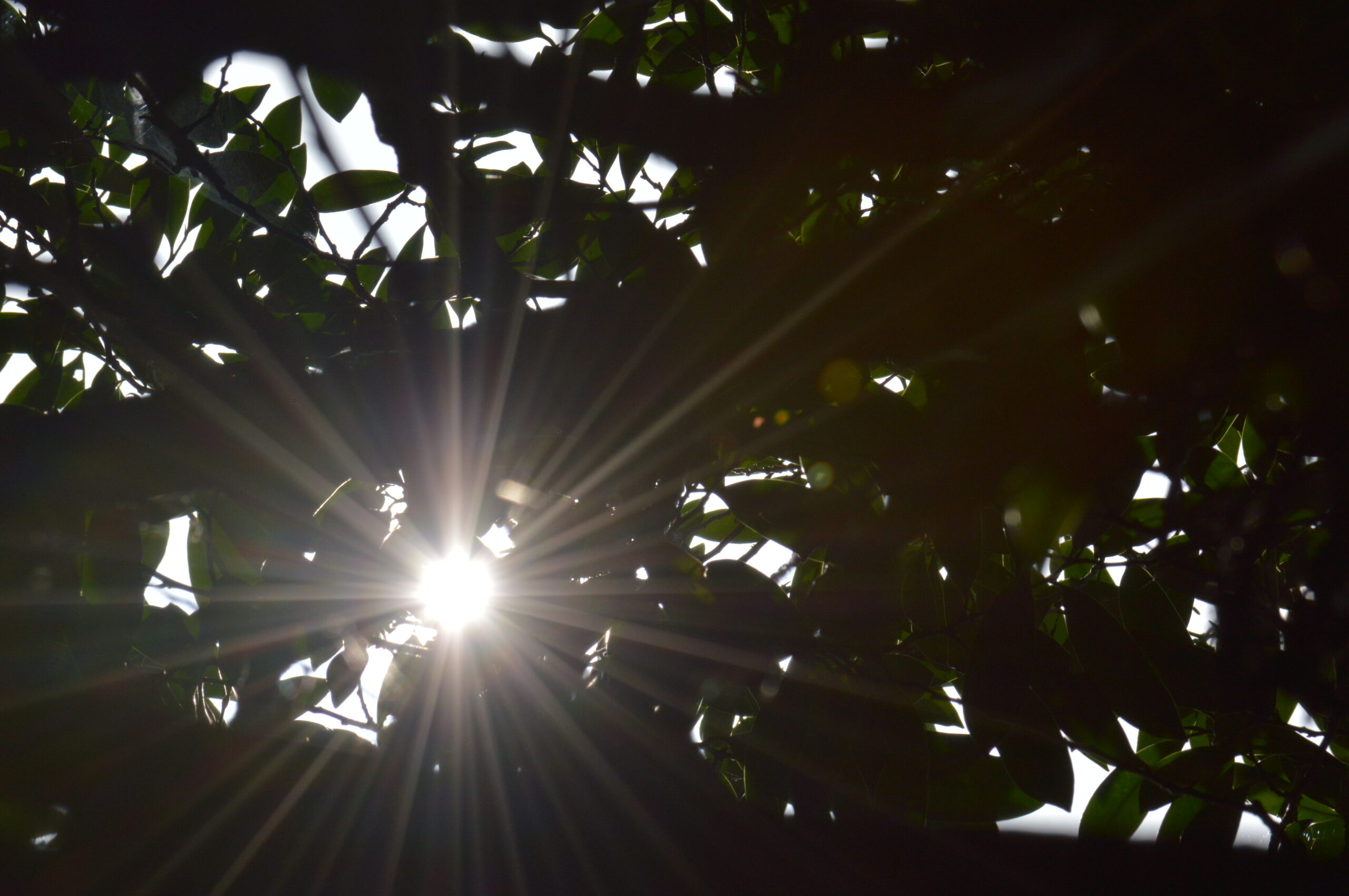 木漏れ日　2024年4月14日撮影