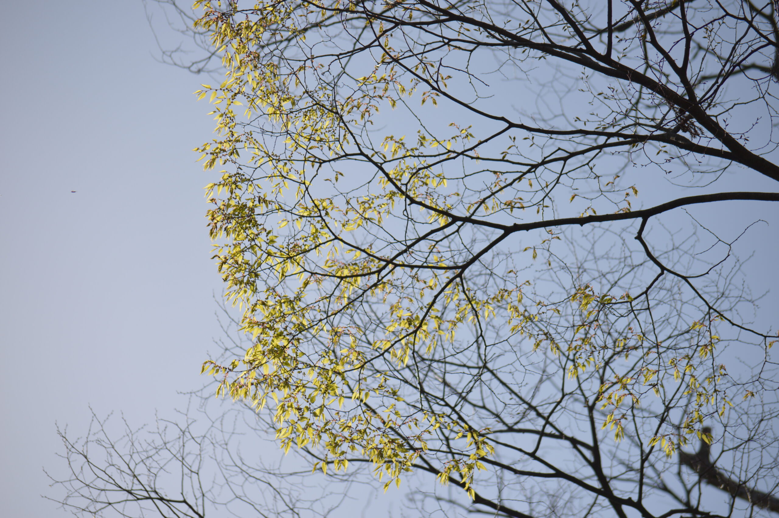 欅　2024年4月14日撮影