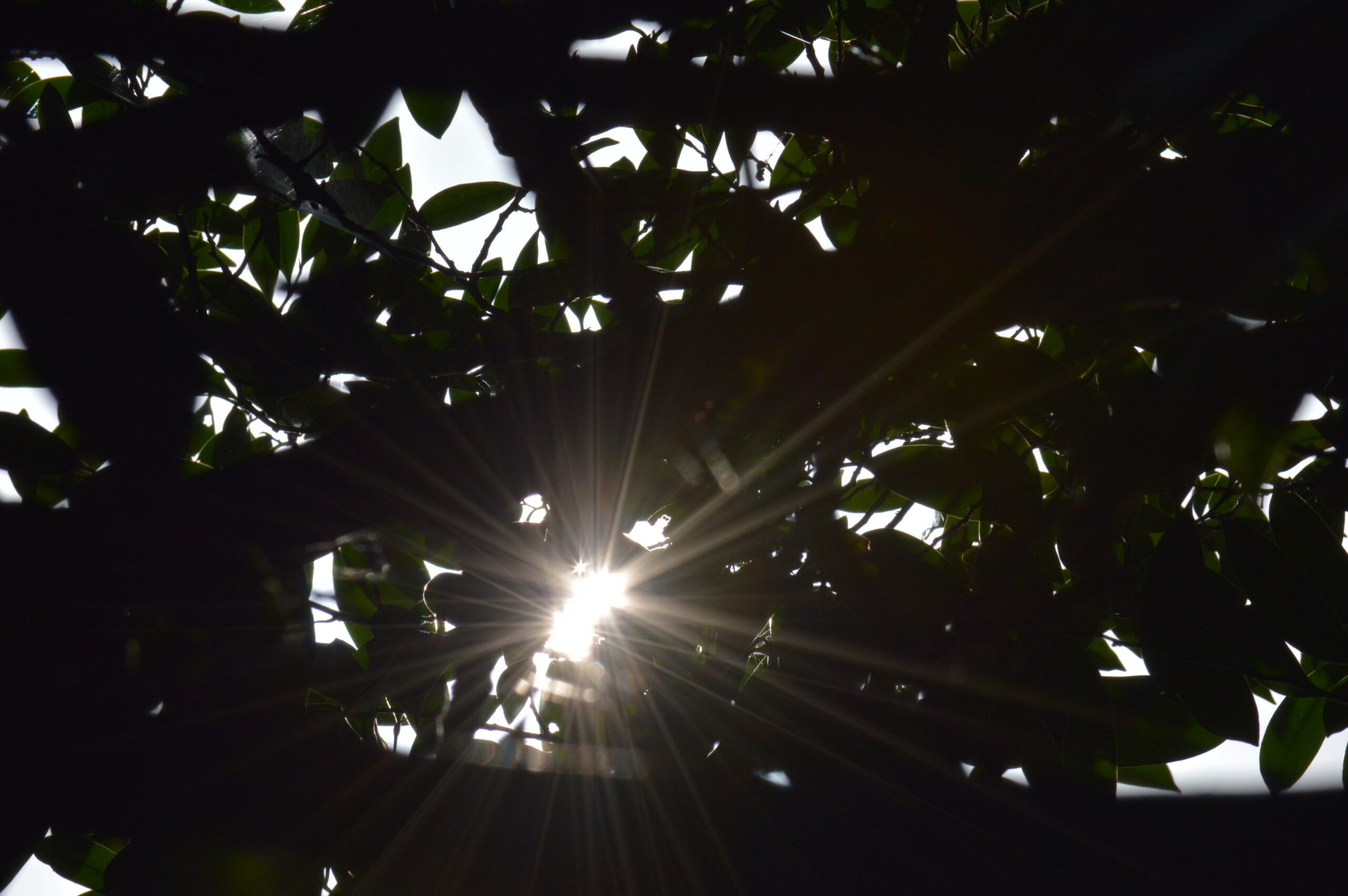 木漏れ日　2024年4月14日撮影