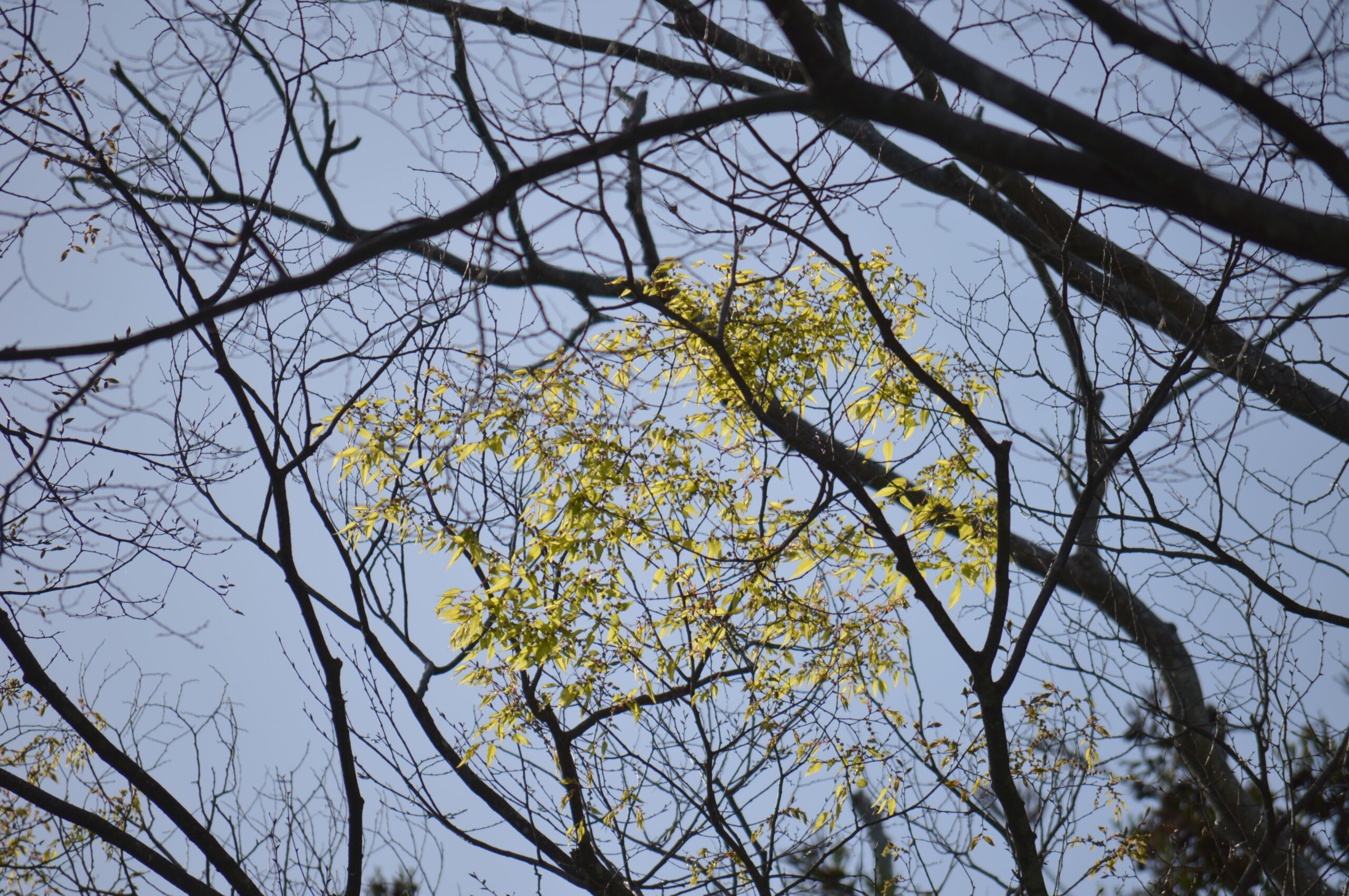 欅　2024年4月14日撮影