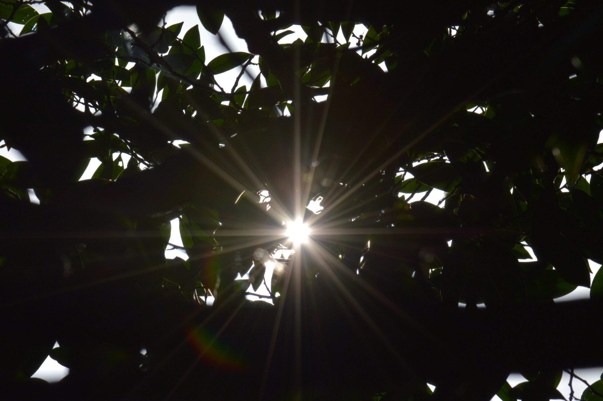 木漏れ日　2024年4月14日撮影