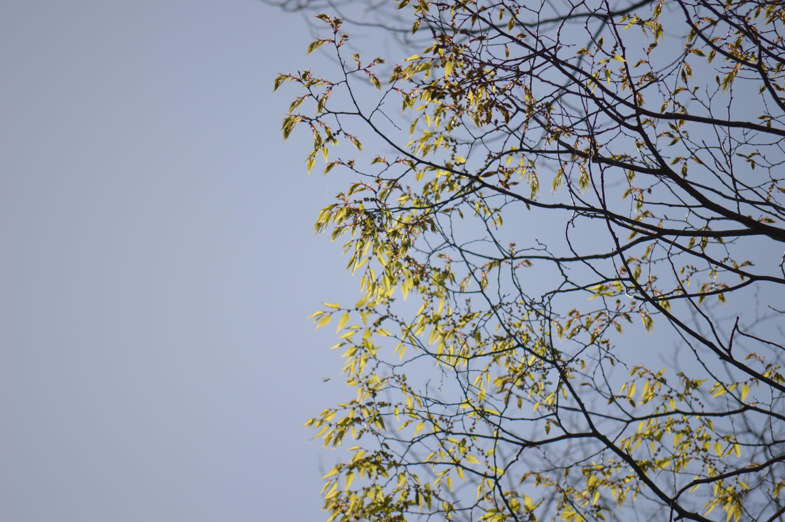 欅　2024年4月14日撮影