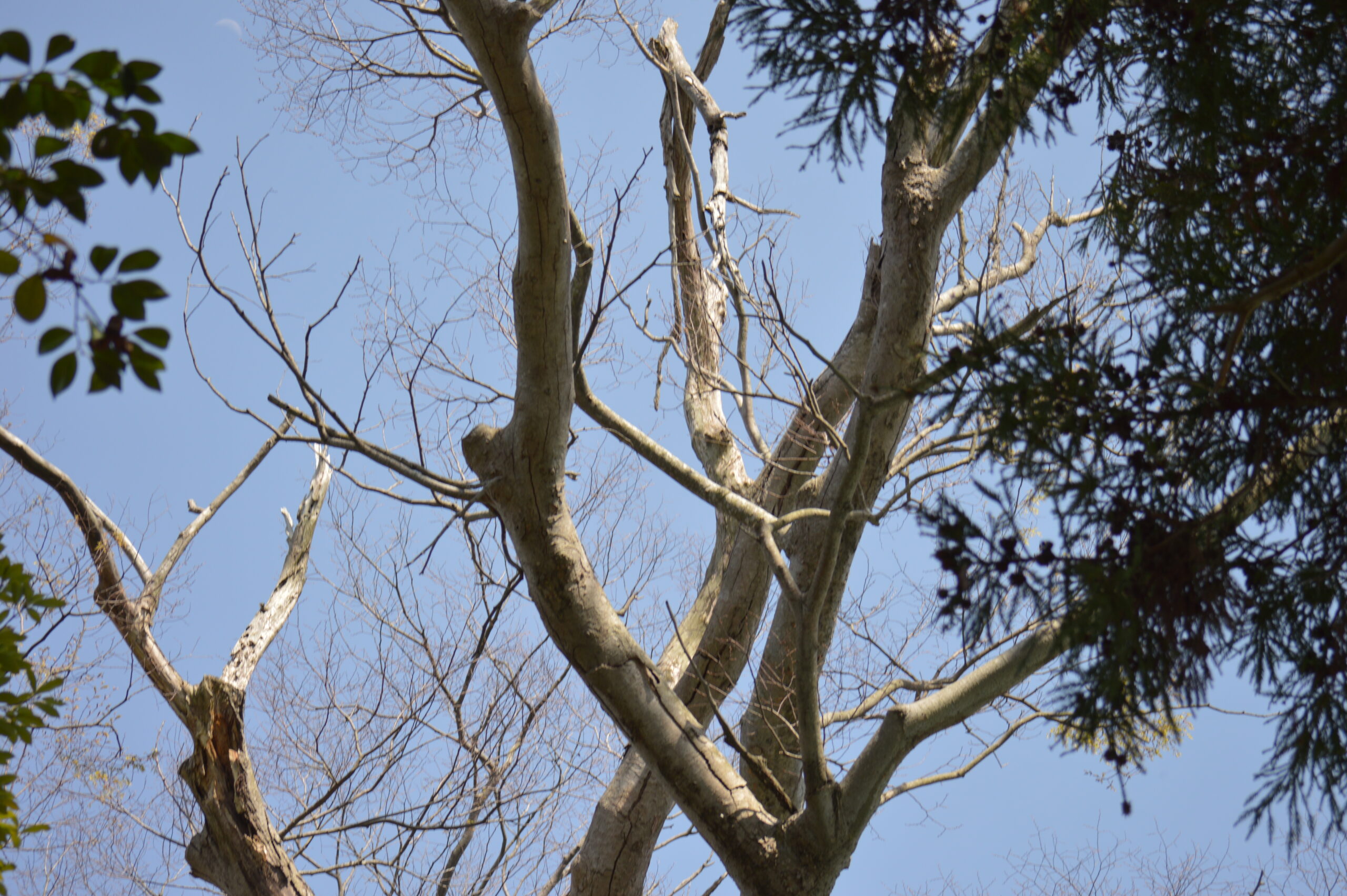 欅　2024年4月14日撮影