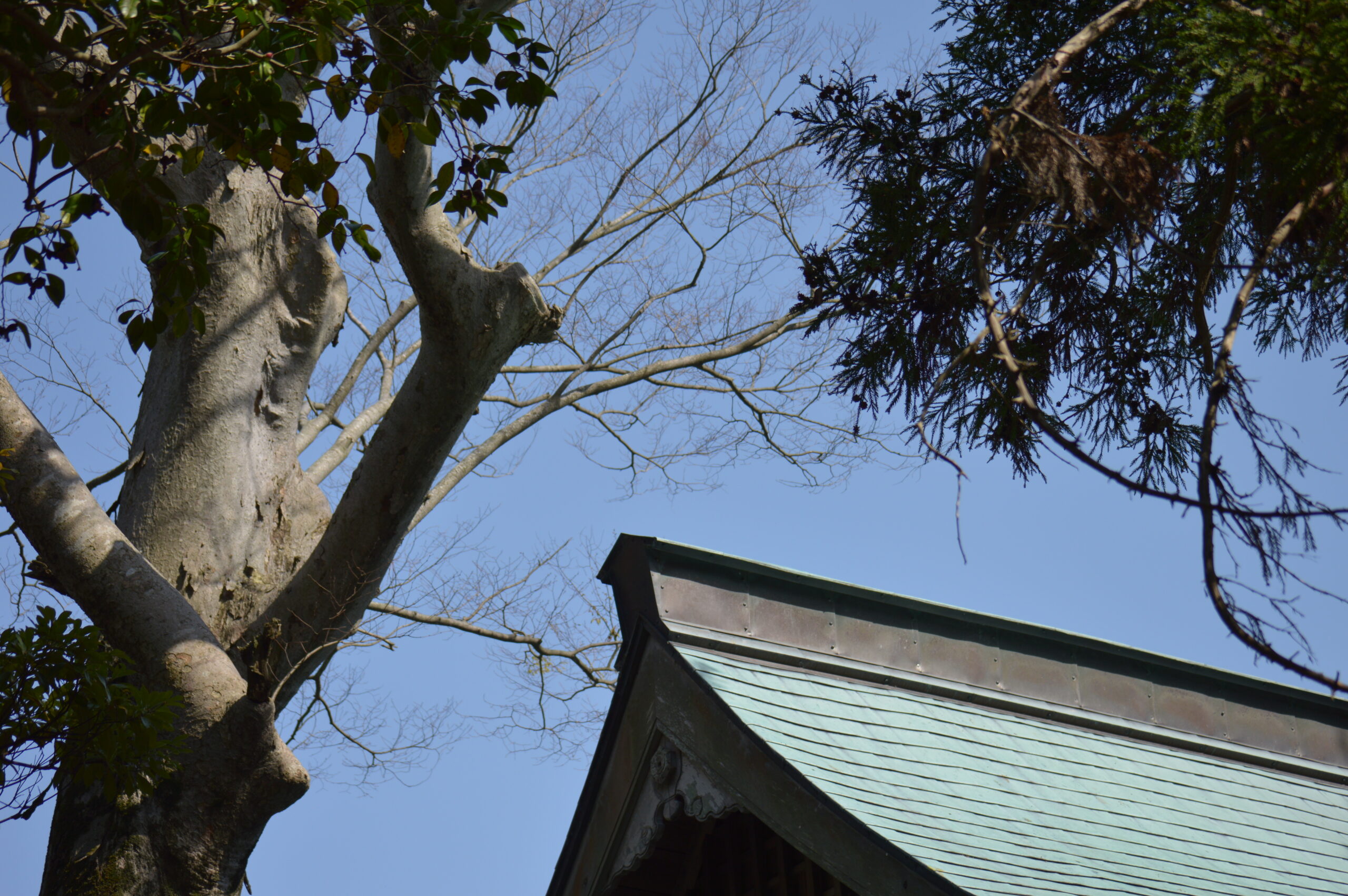 欅　2024年4月14日撮影