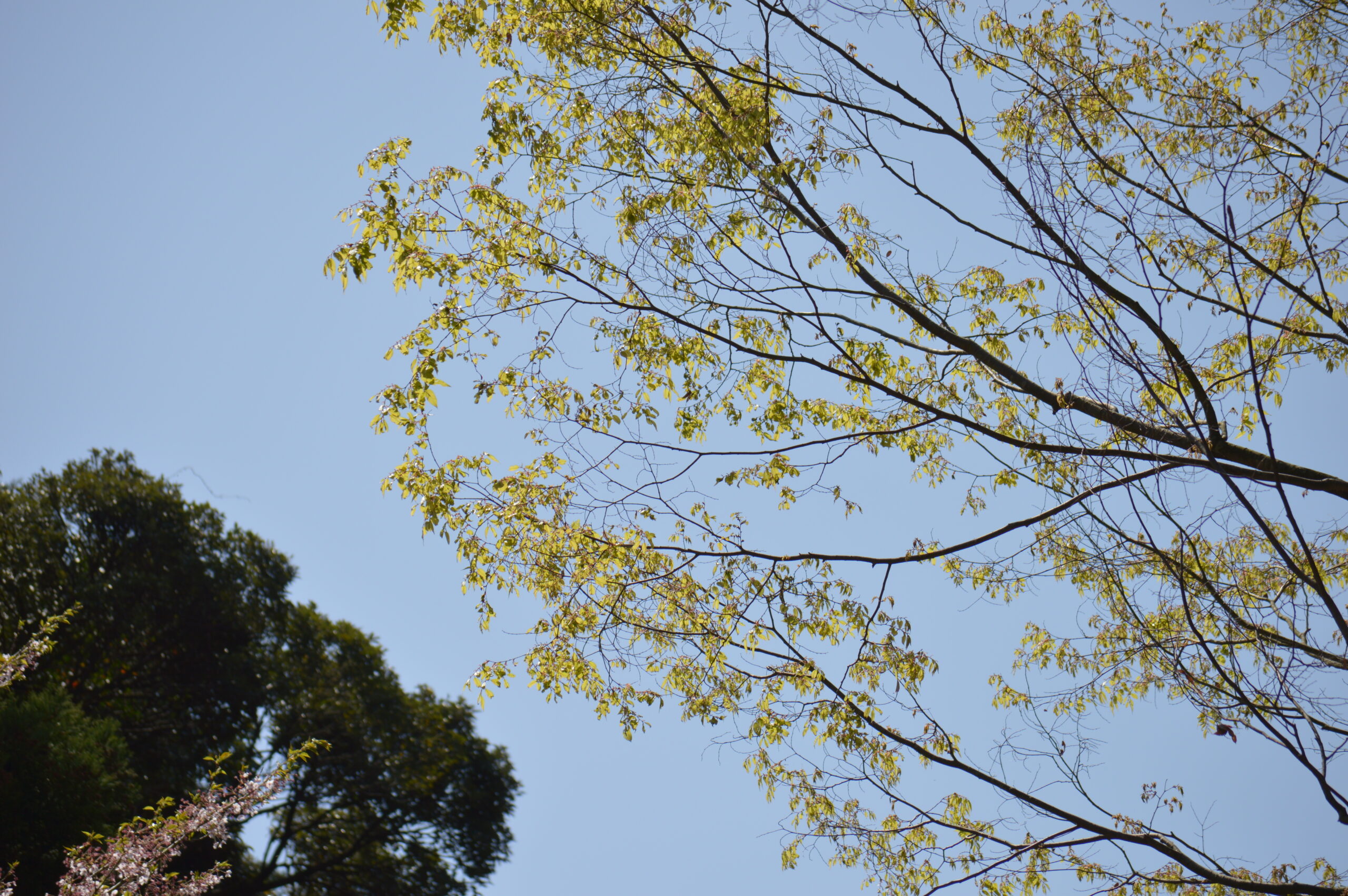 欅　2024年4月14日撮影