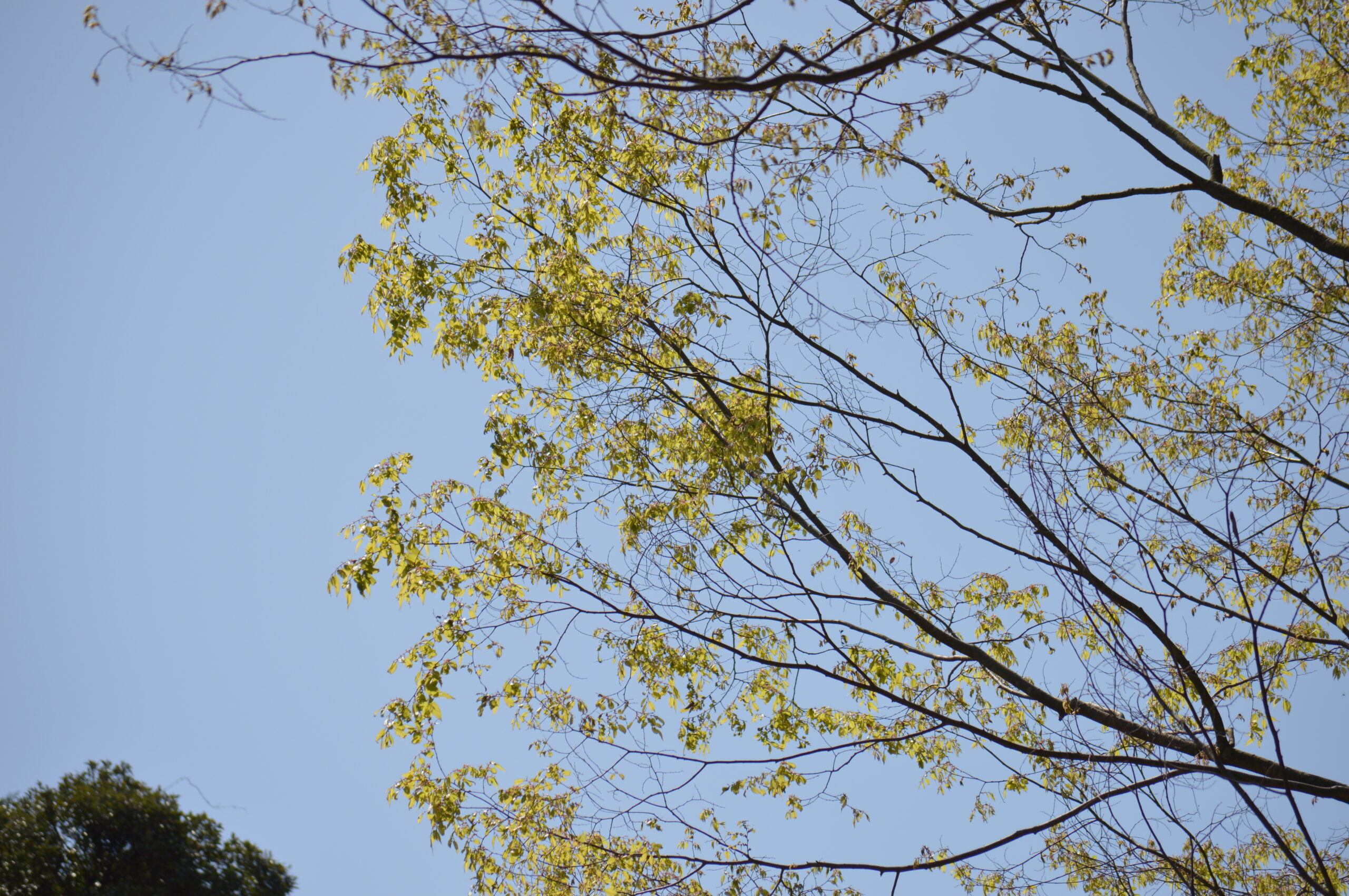 欅　2024年4月14日撮影