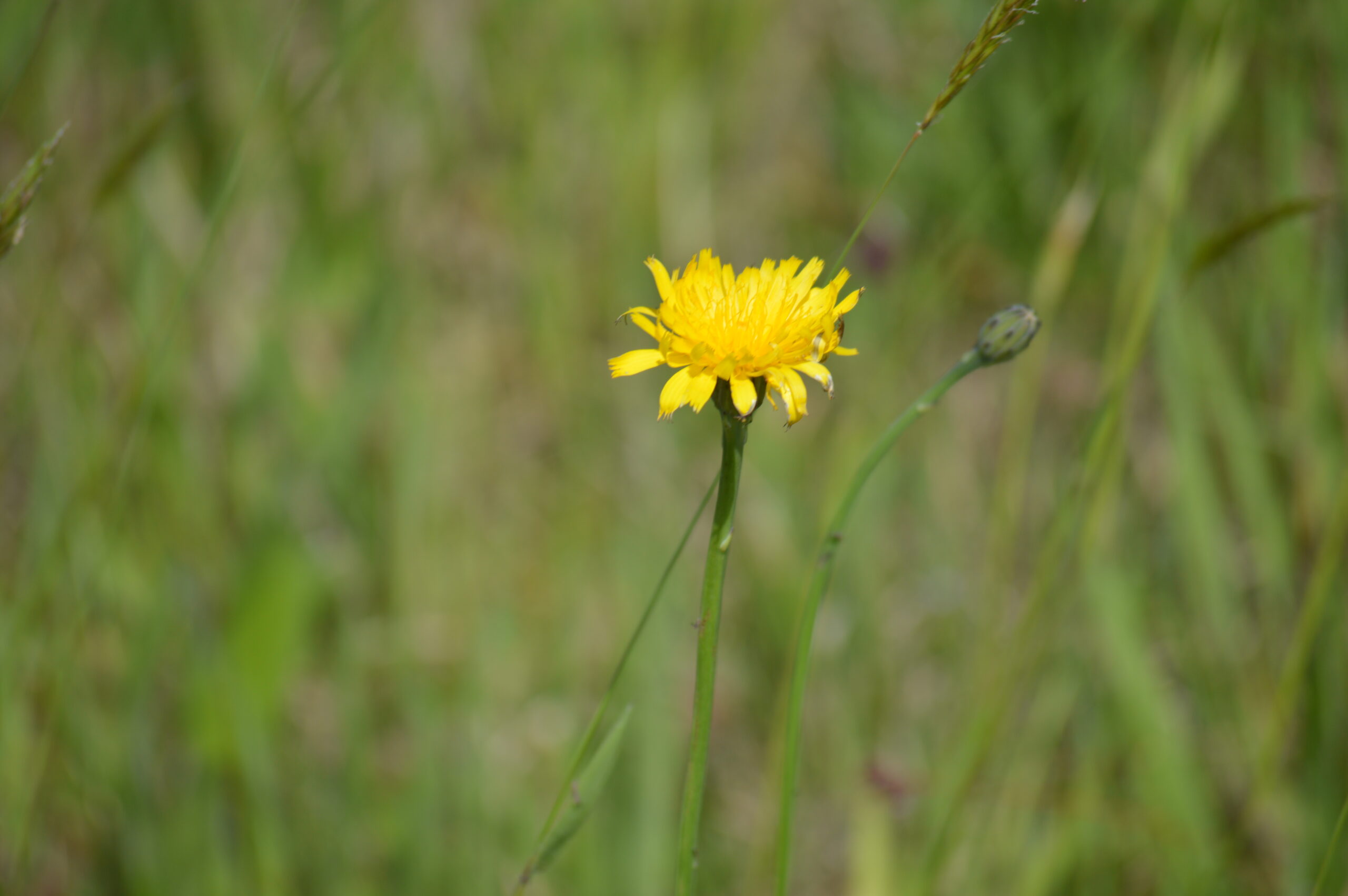ブタナ　2024年4月27日撮影
