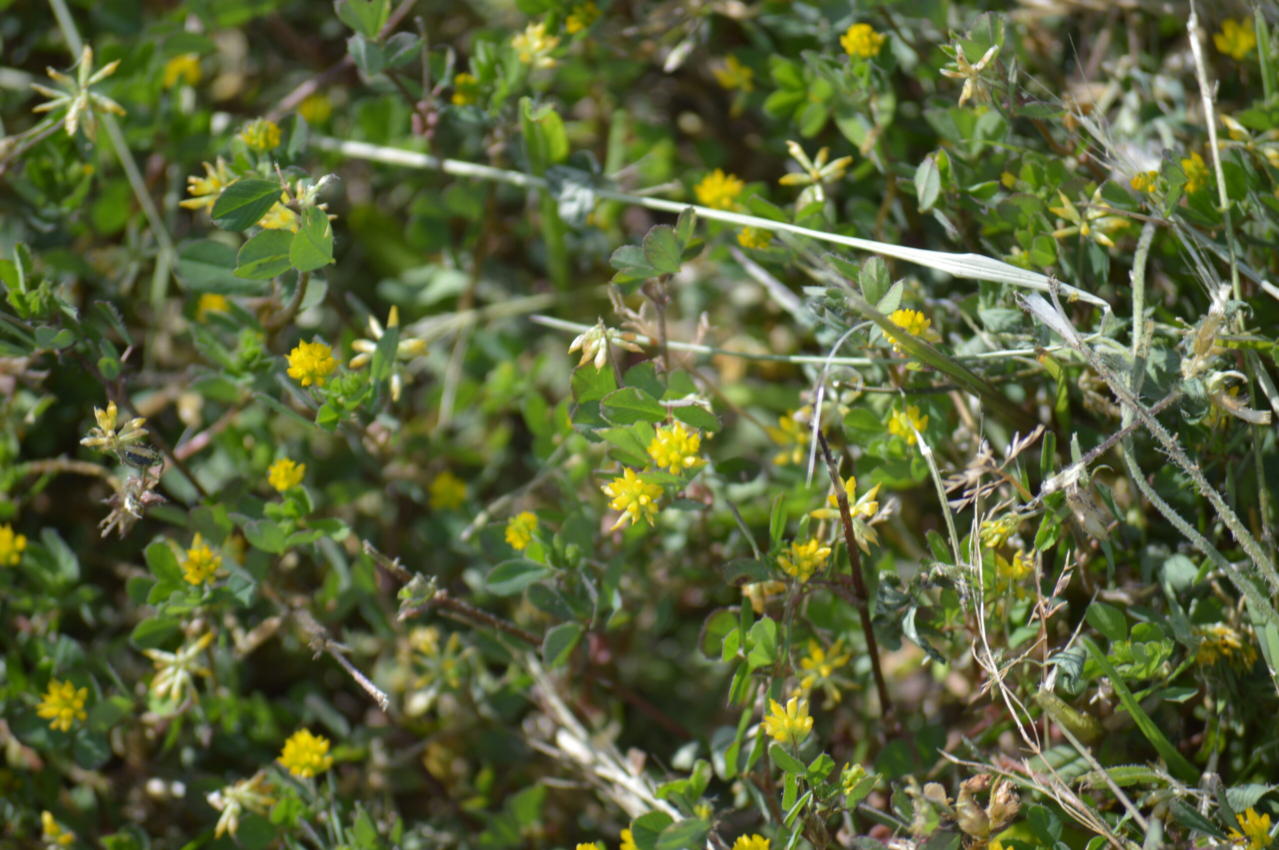 コメツブツメクサ　2024年4月27日撮影