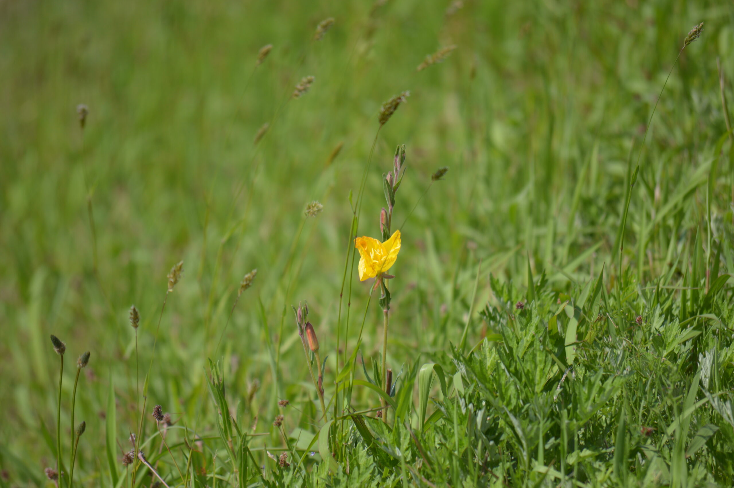 マツヨイグサ　2024年4月27日撮影