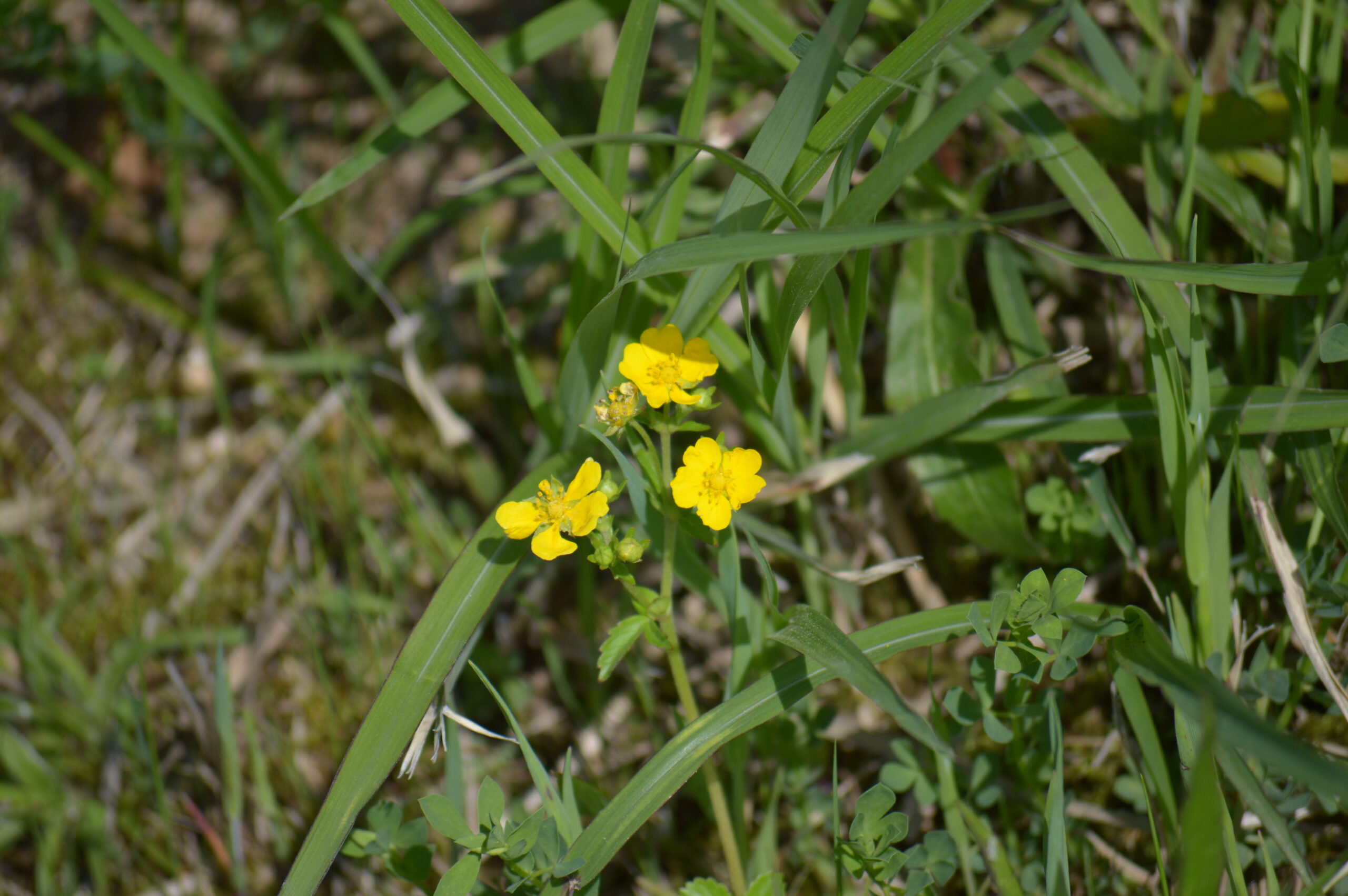 ミツバツチグリ　2024年4月27日撮影