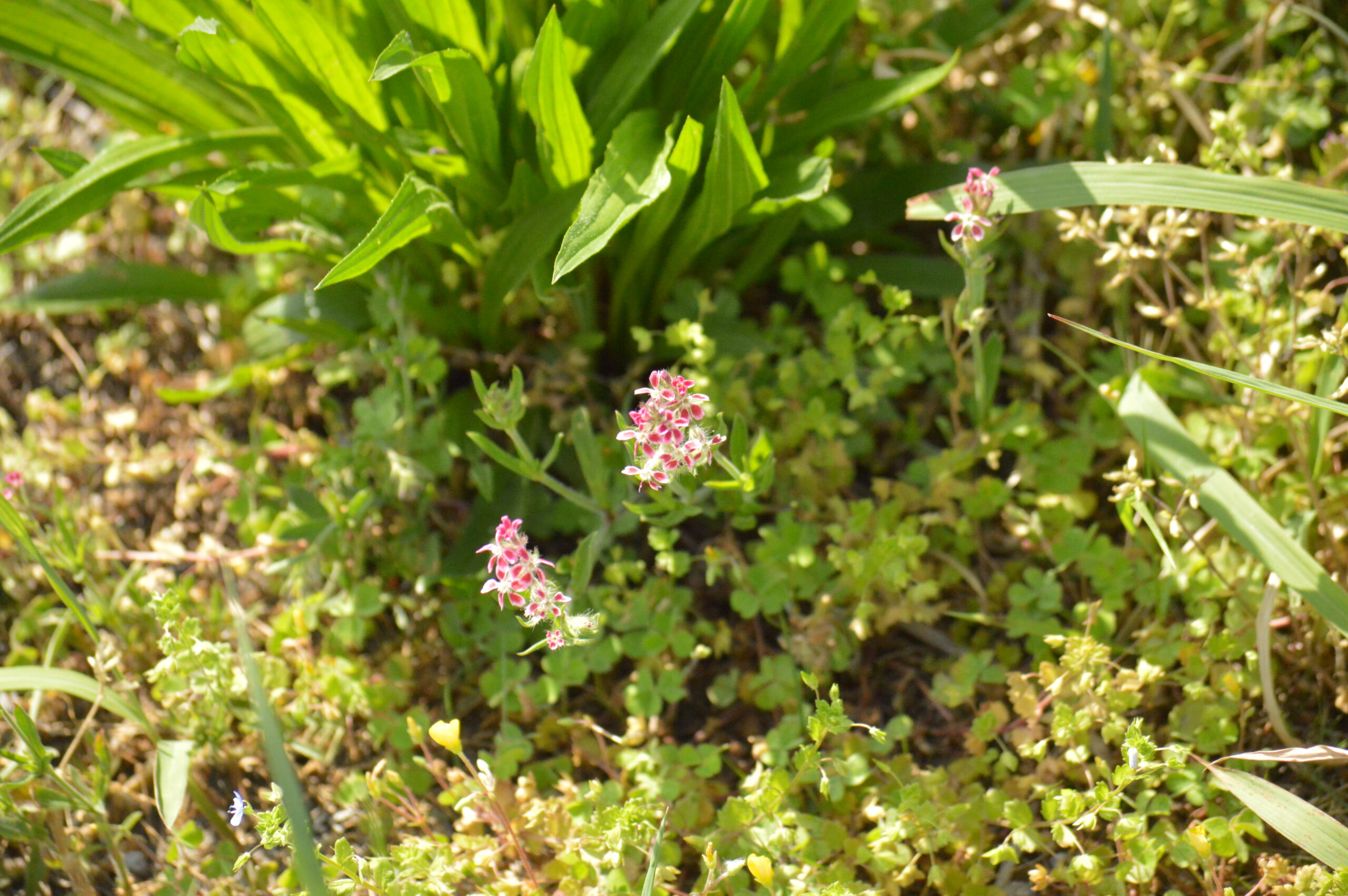 シレネ・ガリカ　2024年4月27日撮影