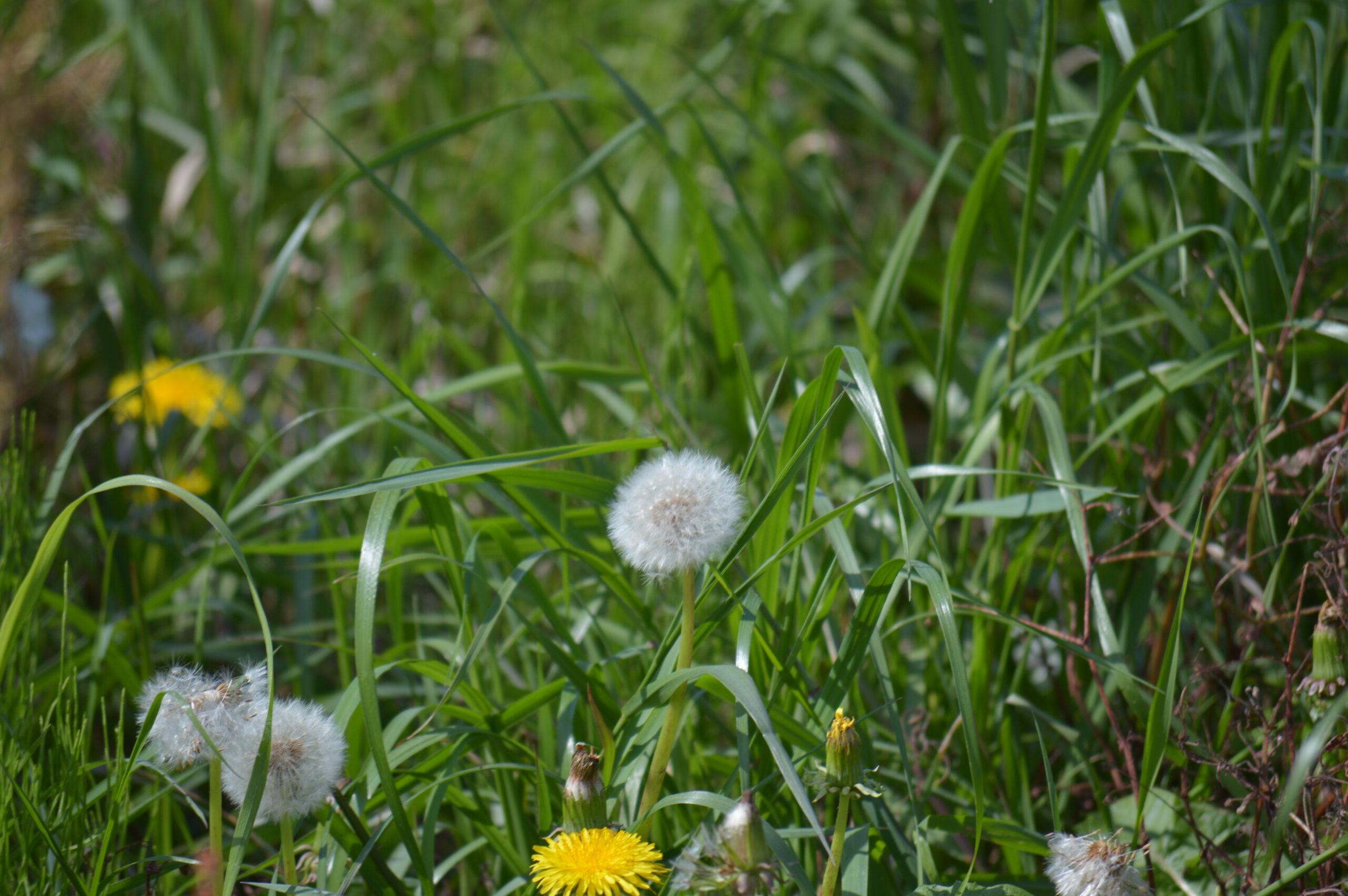 タンポポの綿毛　2024年4月27日撮影