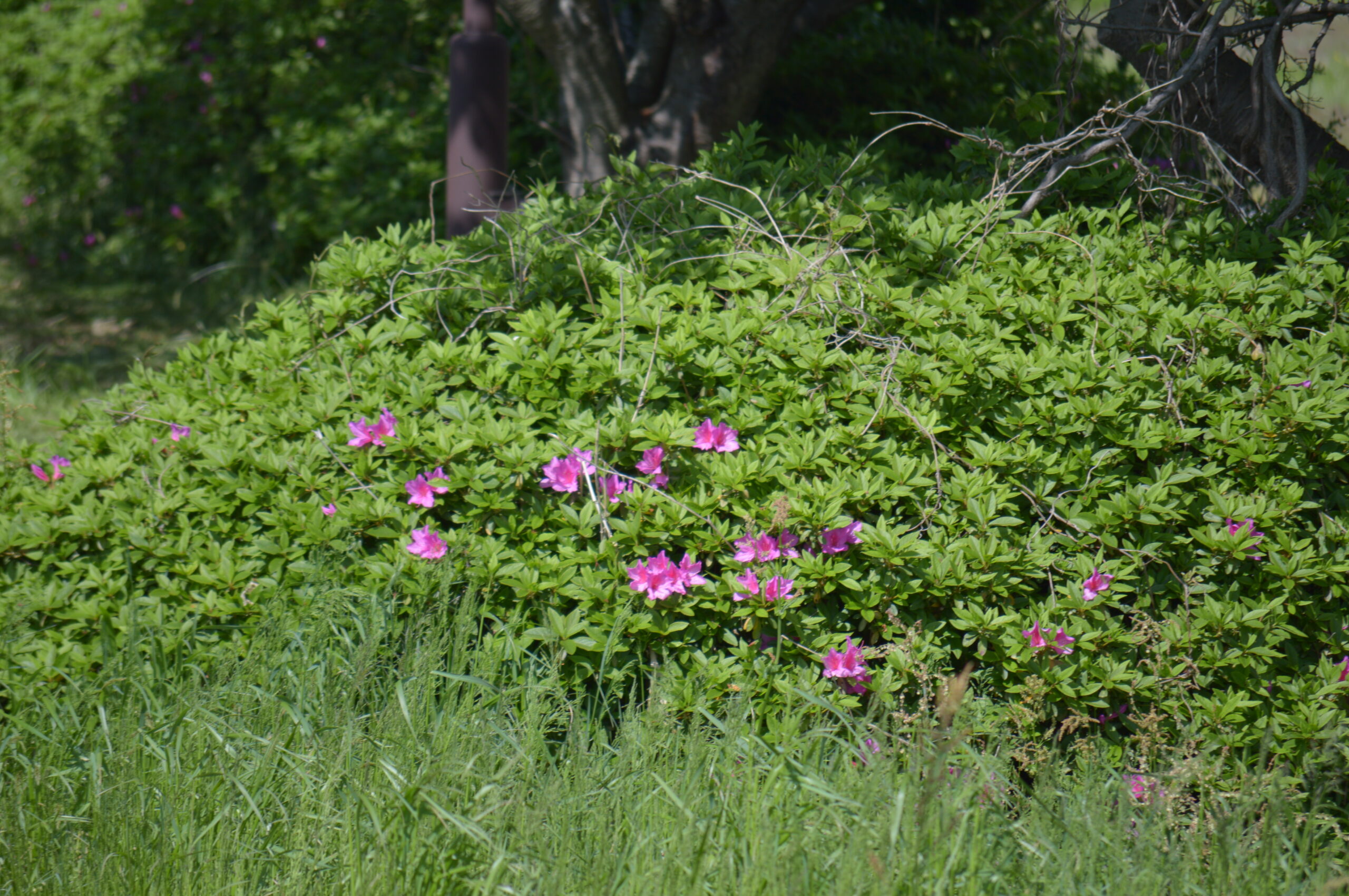 ツツジ　2024年4月27日撮影