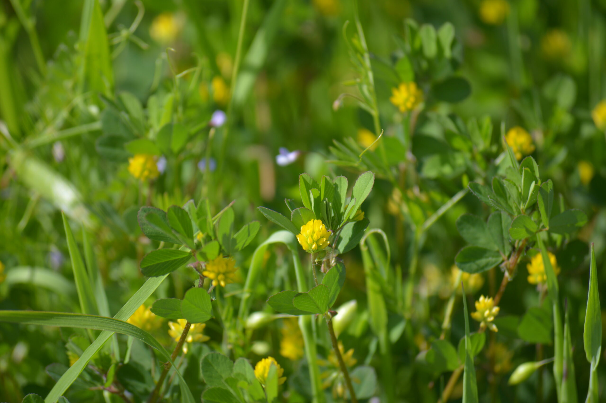 コメツブツメクサ　2024年4月27日撮影