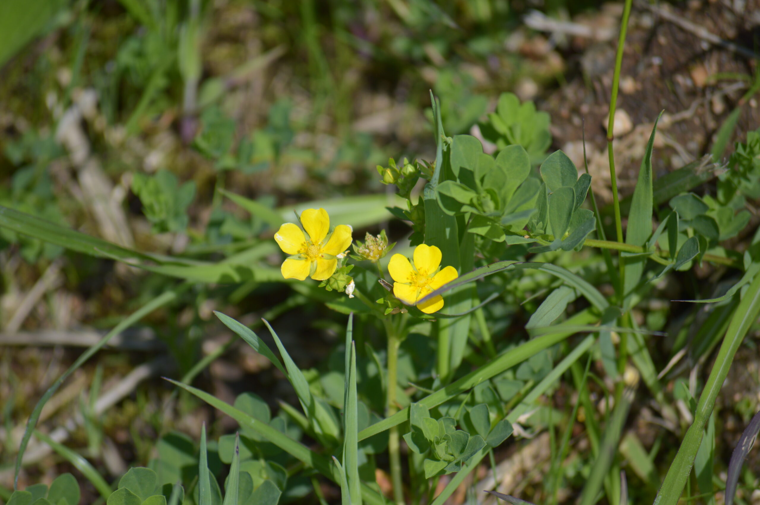 ミツバツチグリ　2024年4月27日撮影