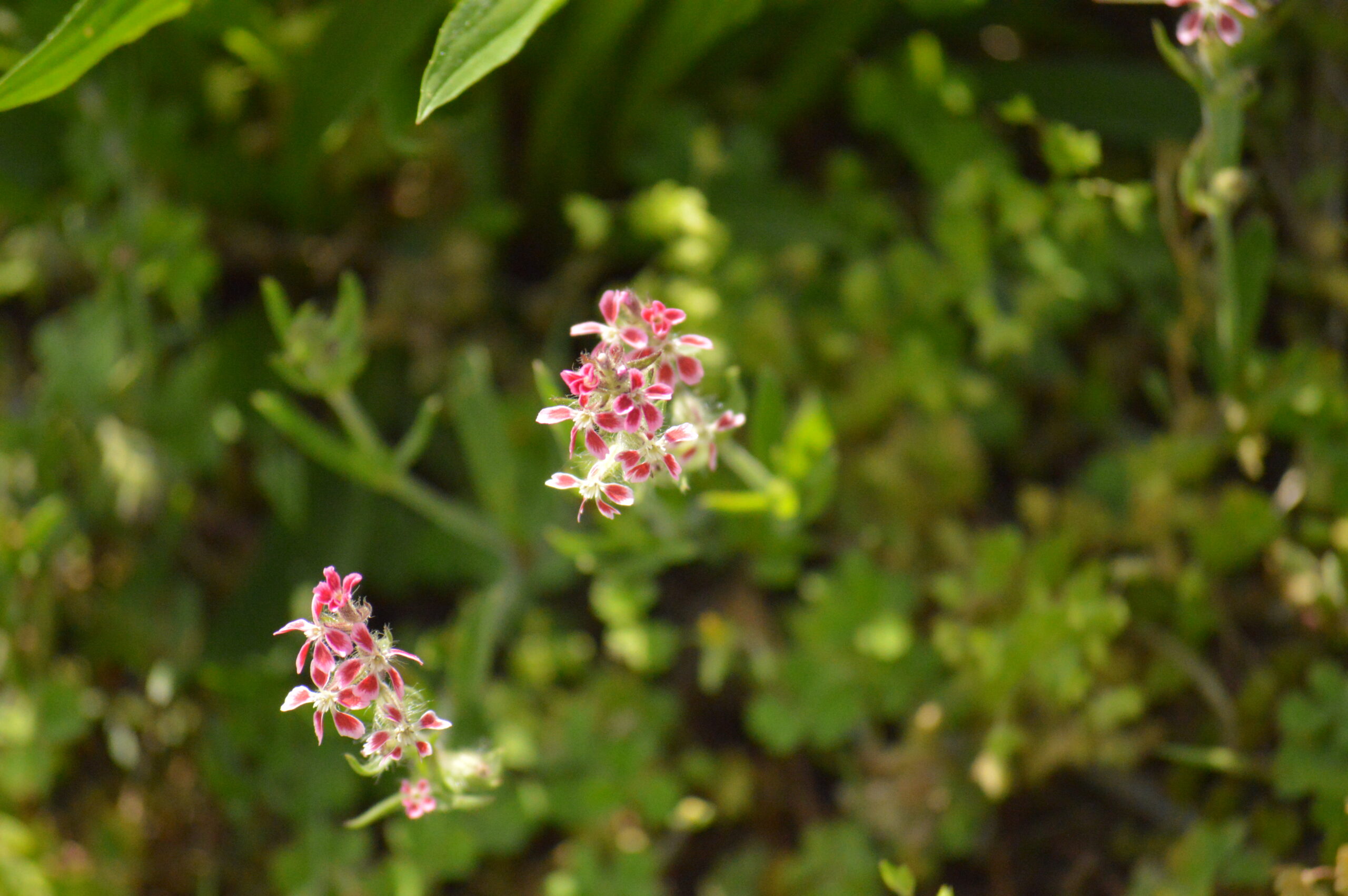 シレネ・ガリカ　2024年4月27日撮影