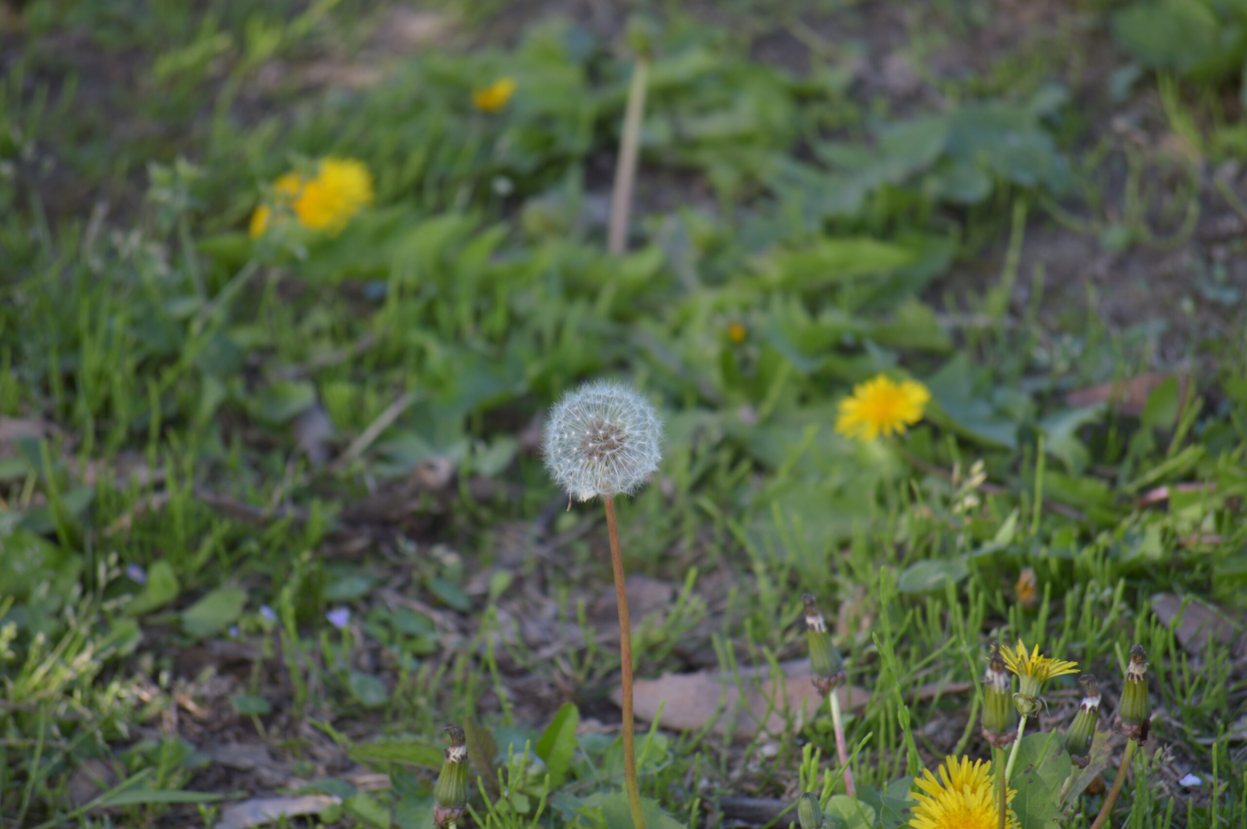 タンポポの綿毛　2024年4月27日撮影