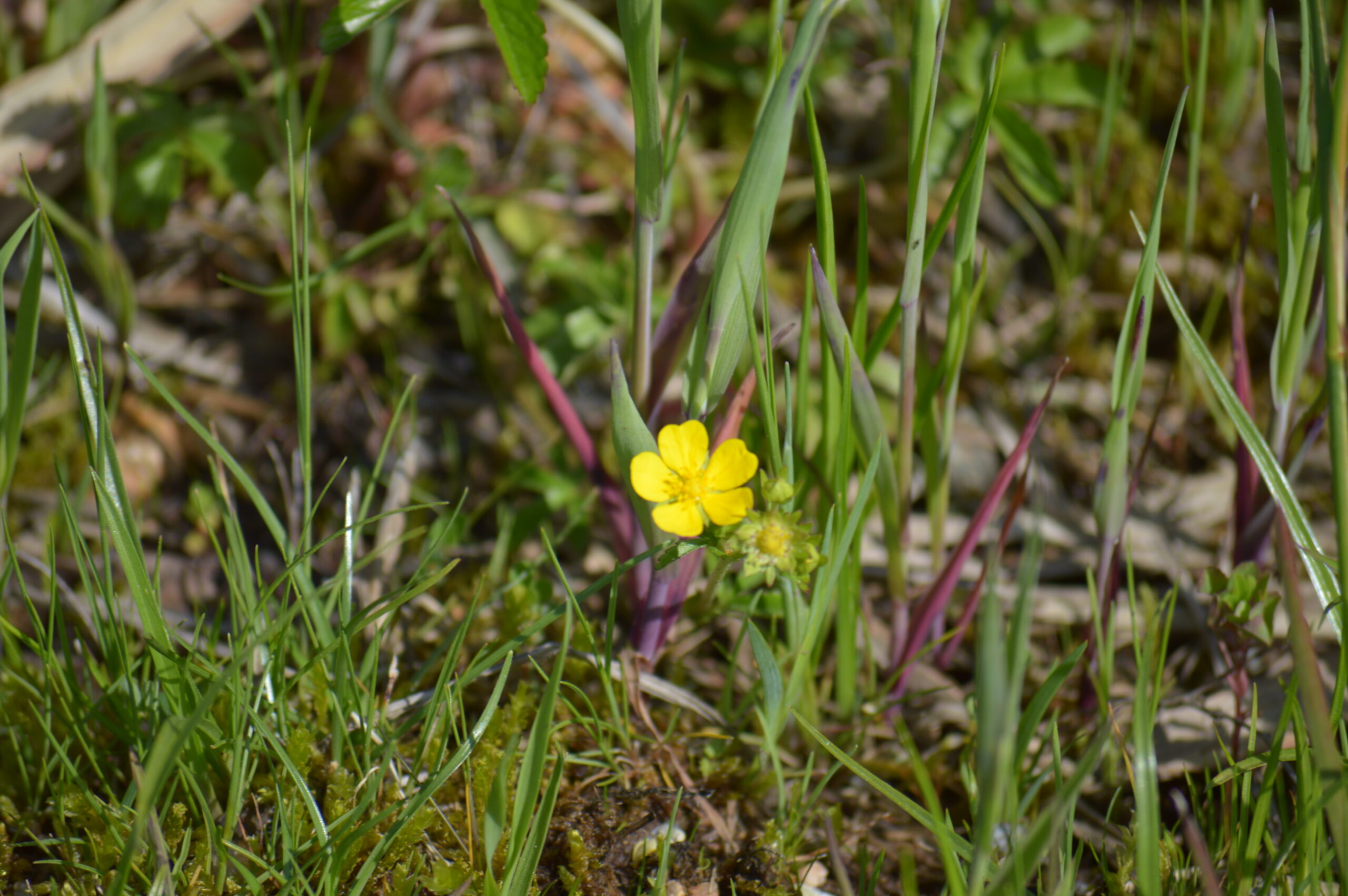 ミツバツチグリ　2024年4月27日撮影