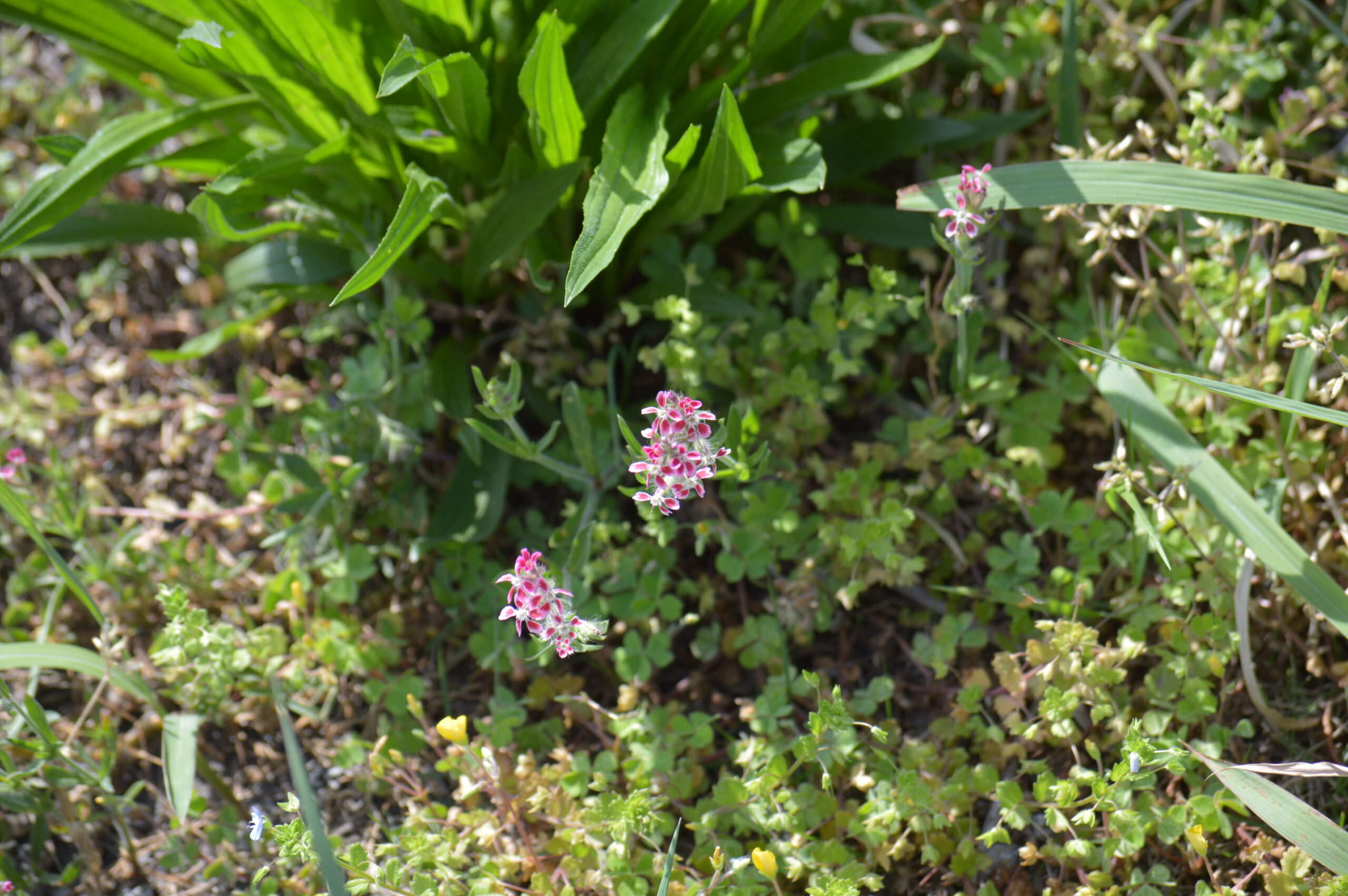 シレネ・ガリカ　2024年4月27日撮影