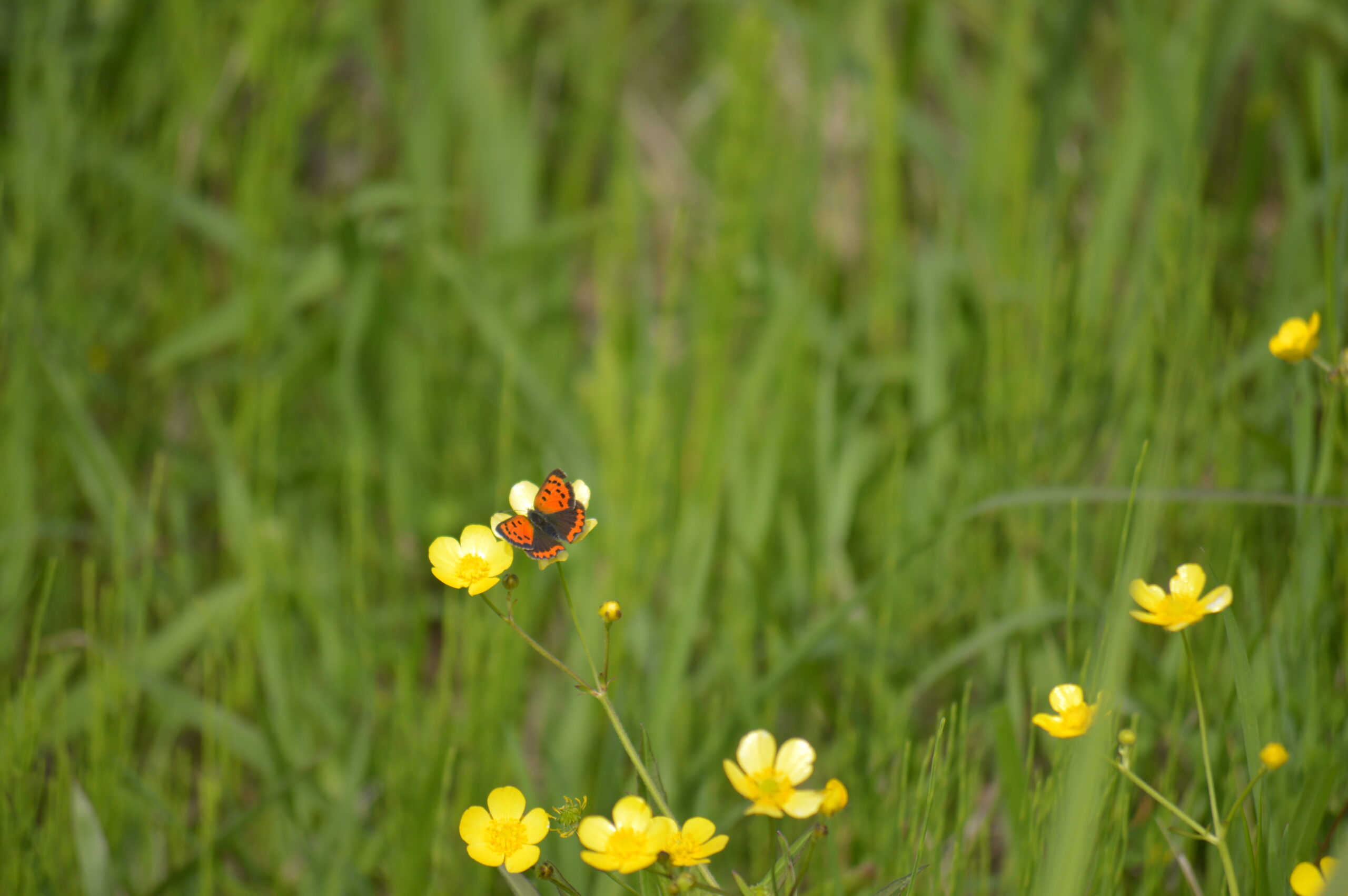 ベニシジミ　2024年4月27日撮影