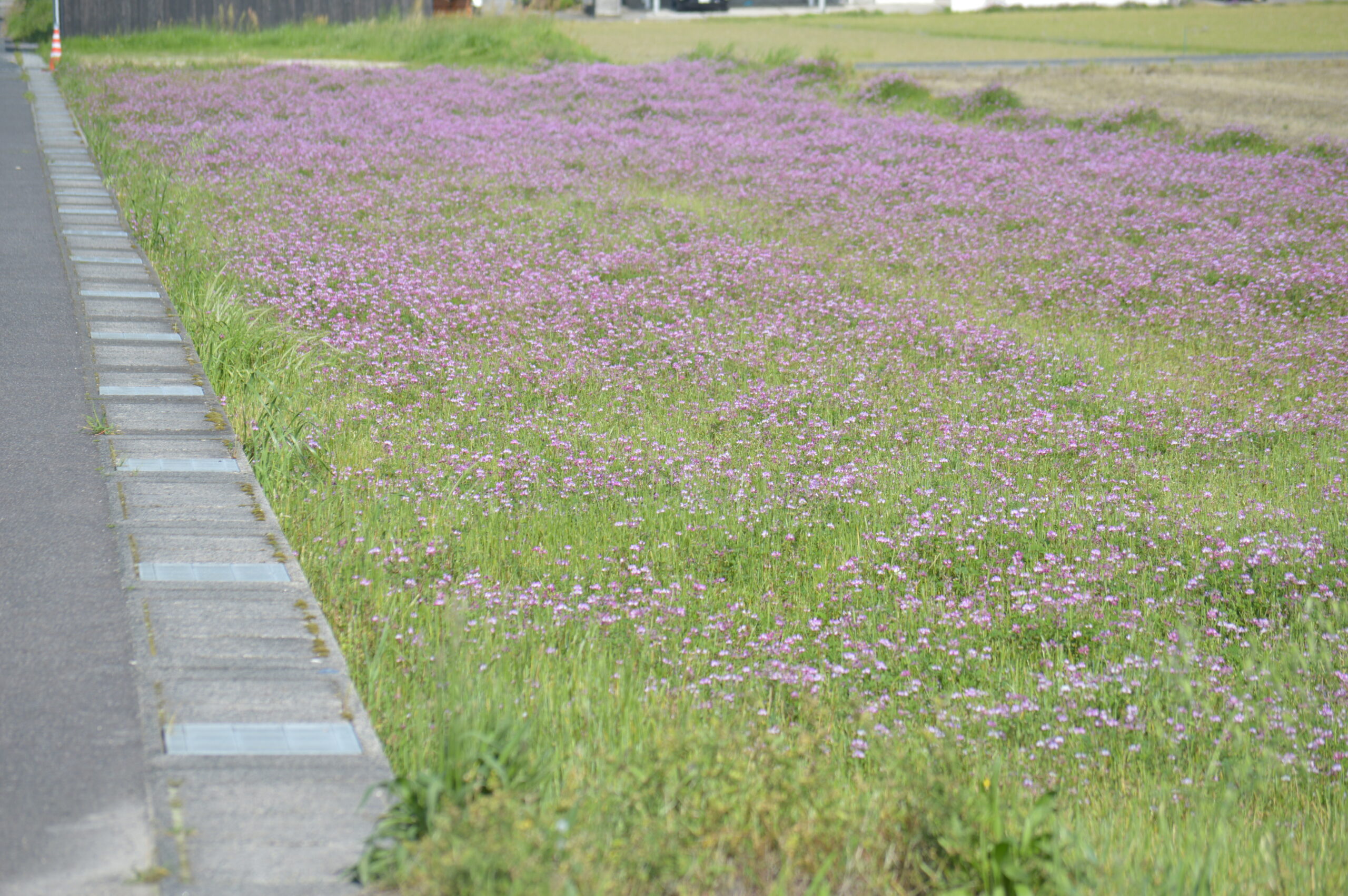 ゲンゲ　2024年4月27日撮影