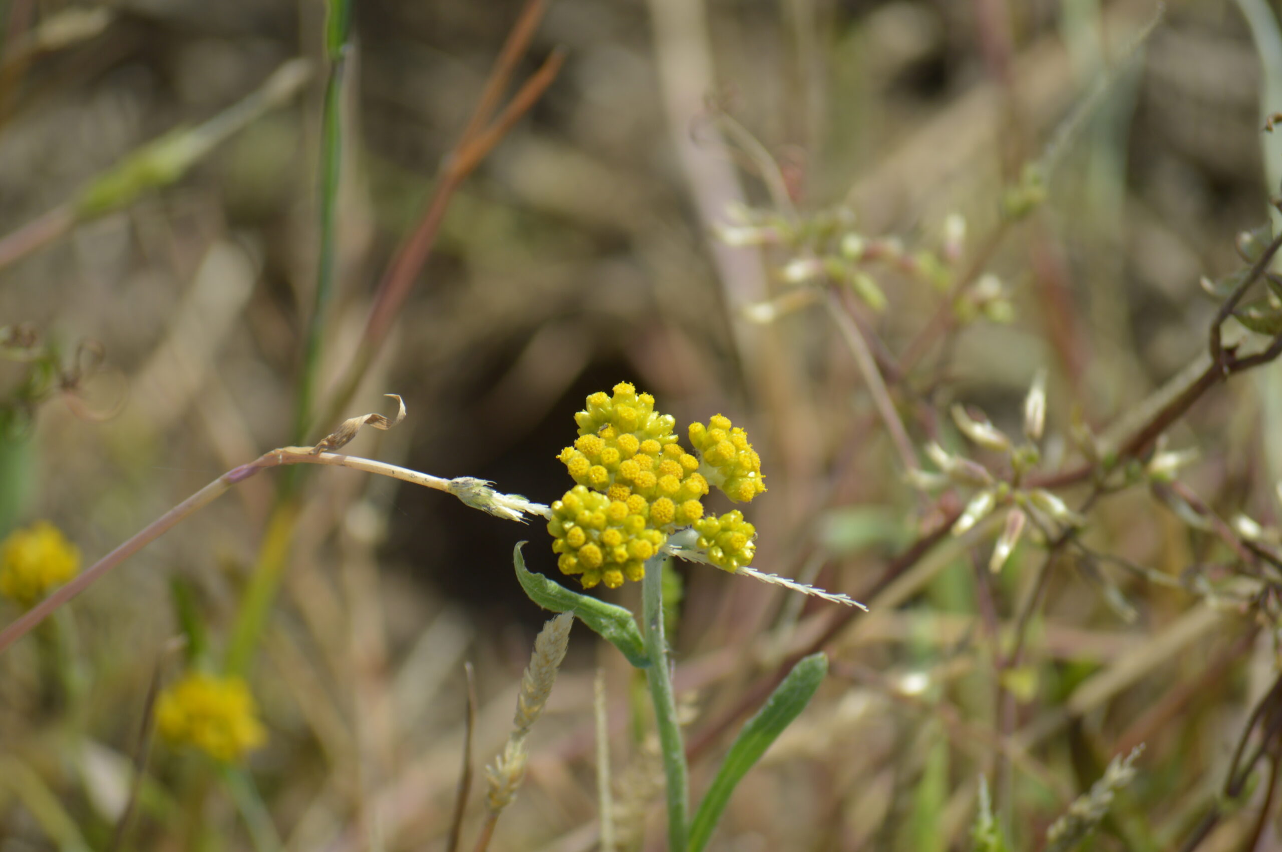 ハハコグサ　2024年4月27日撮影