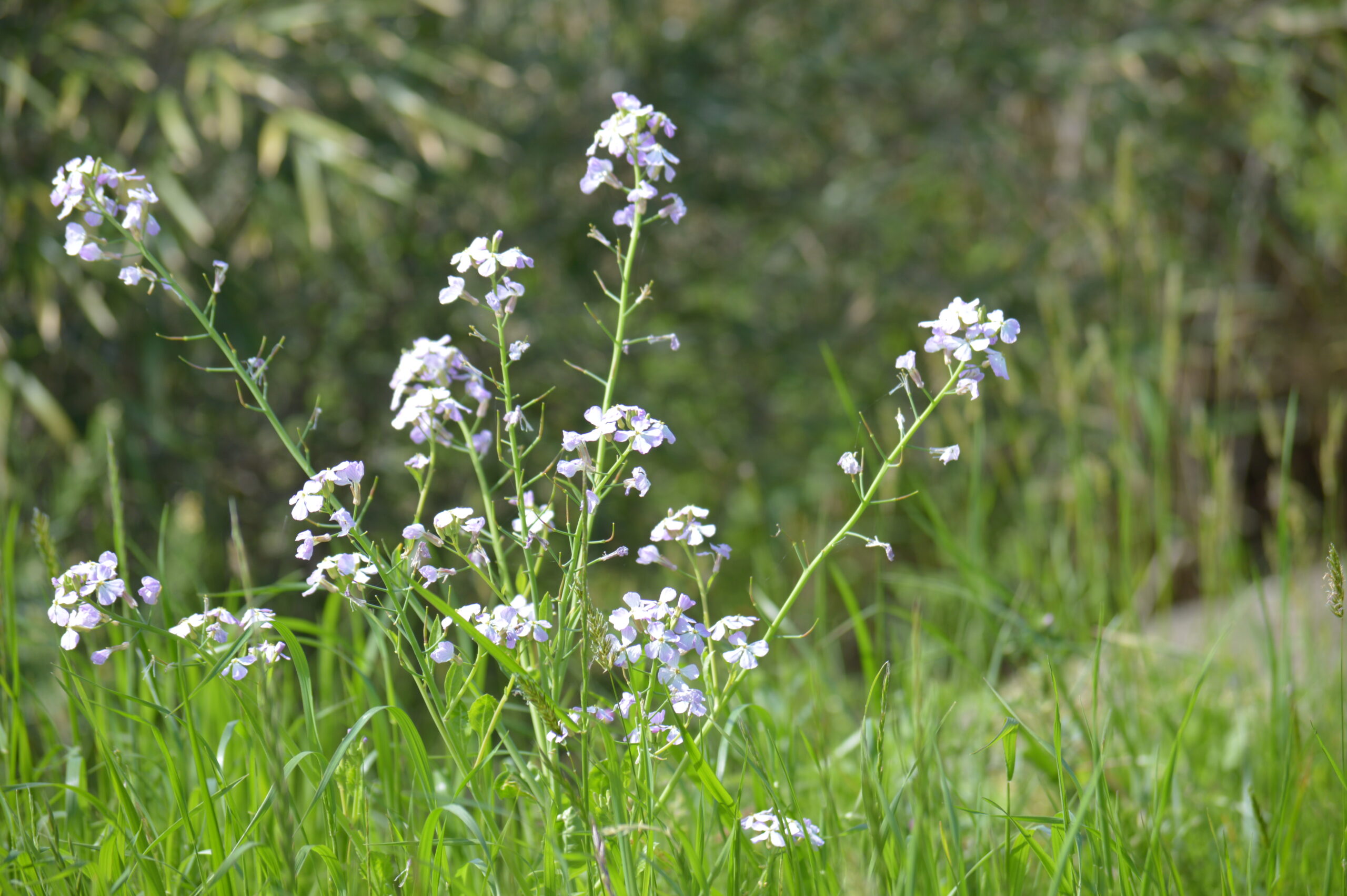 ハマダイコン　2024年4月27日撮影