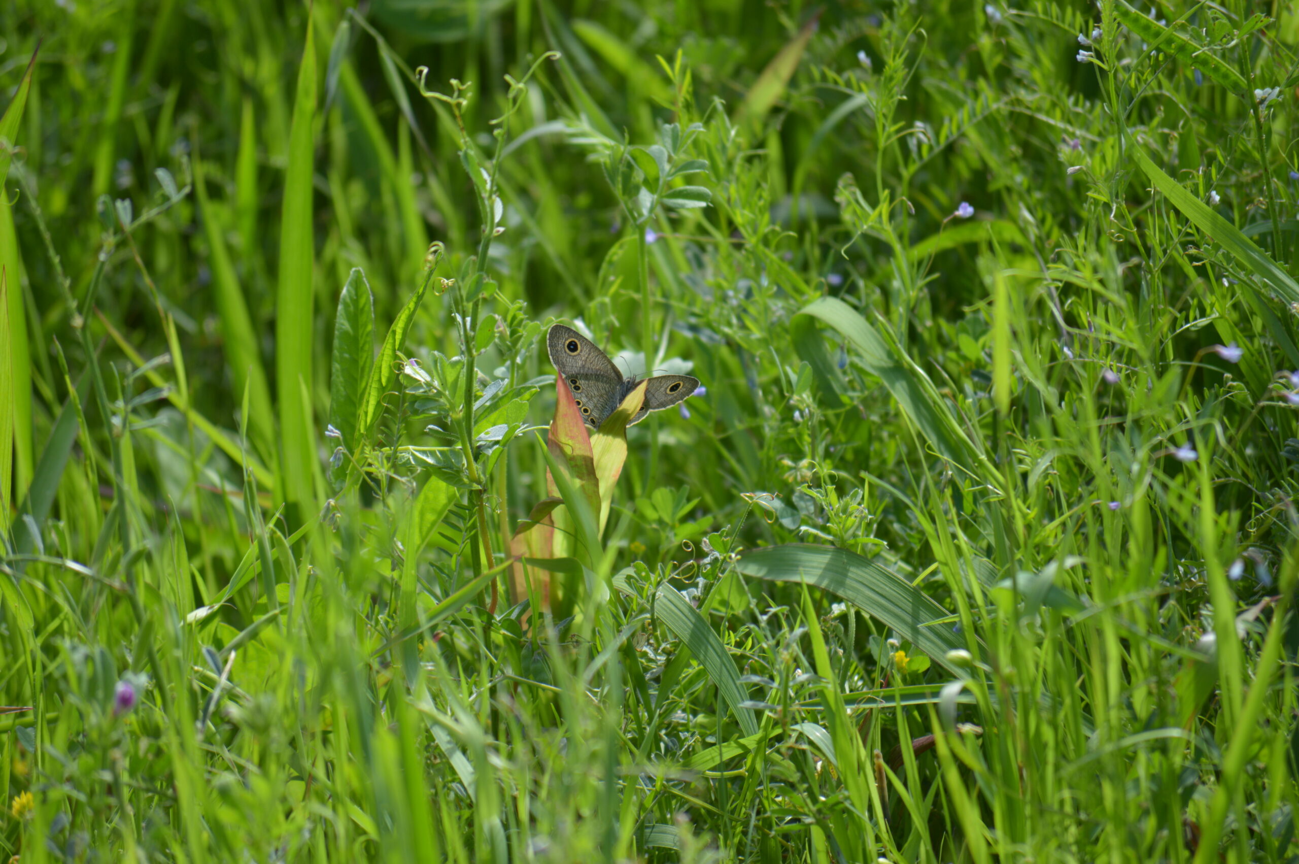 ヒメウラナミジャノメ　2024年4月27日撮影