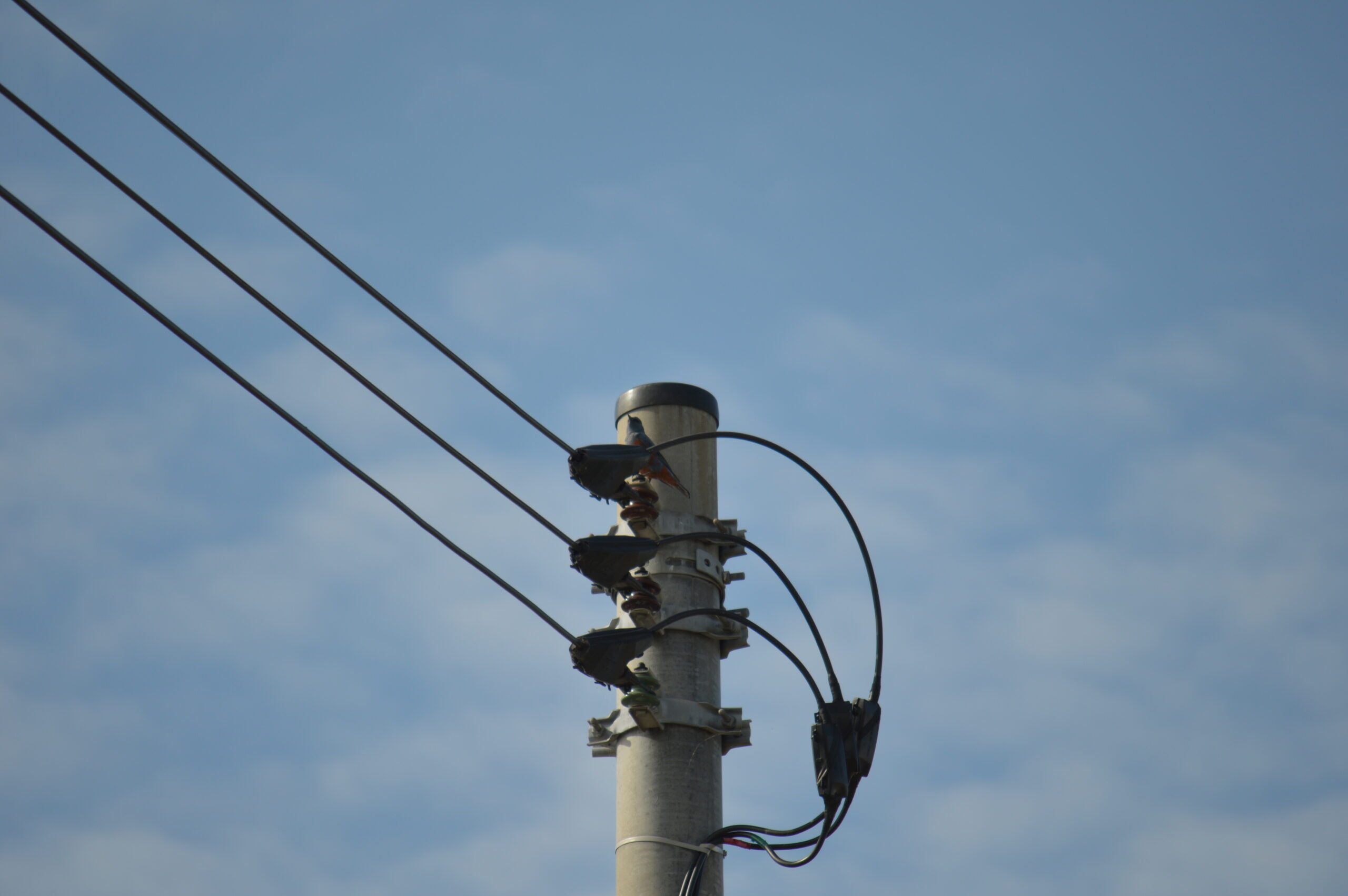 イソヒヨドリ　2024年4月27日撮影