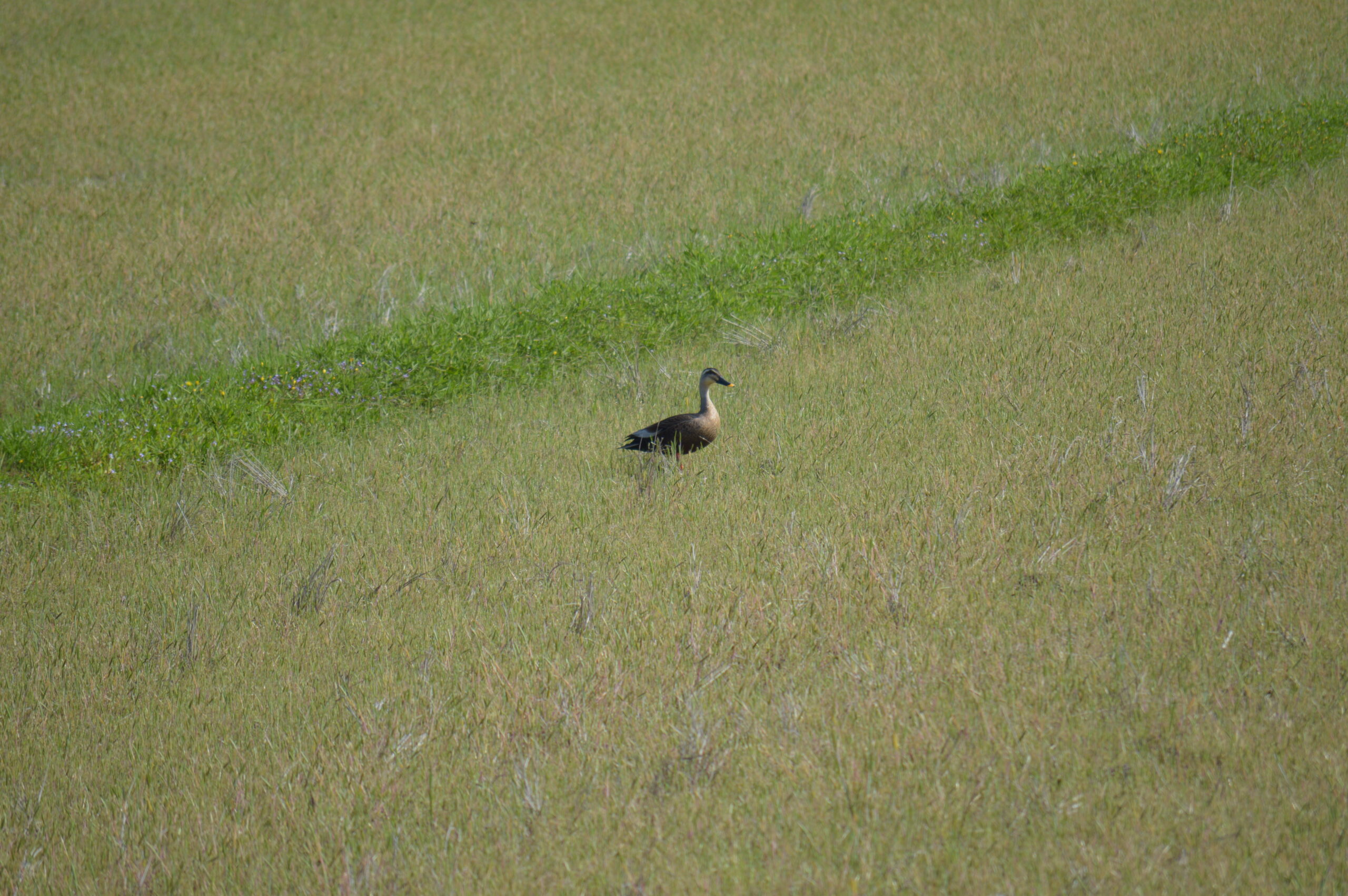 カルガモ　2024年4月27日撮影