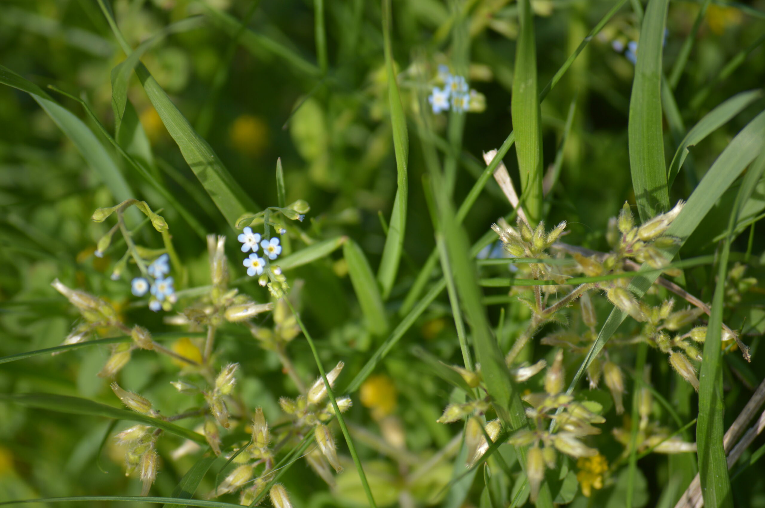 キュウリグサ　2024年4月27日撮影