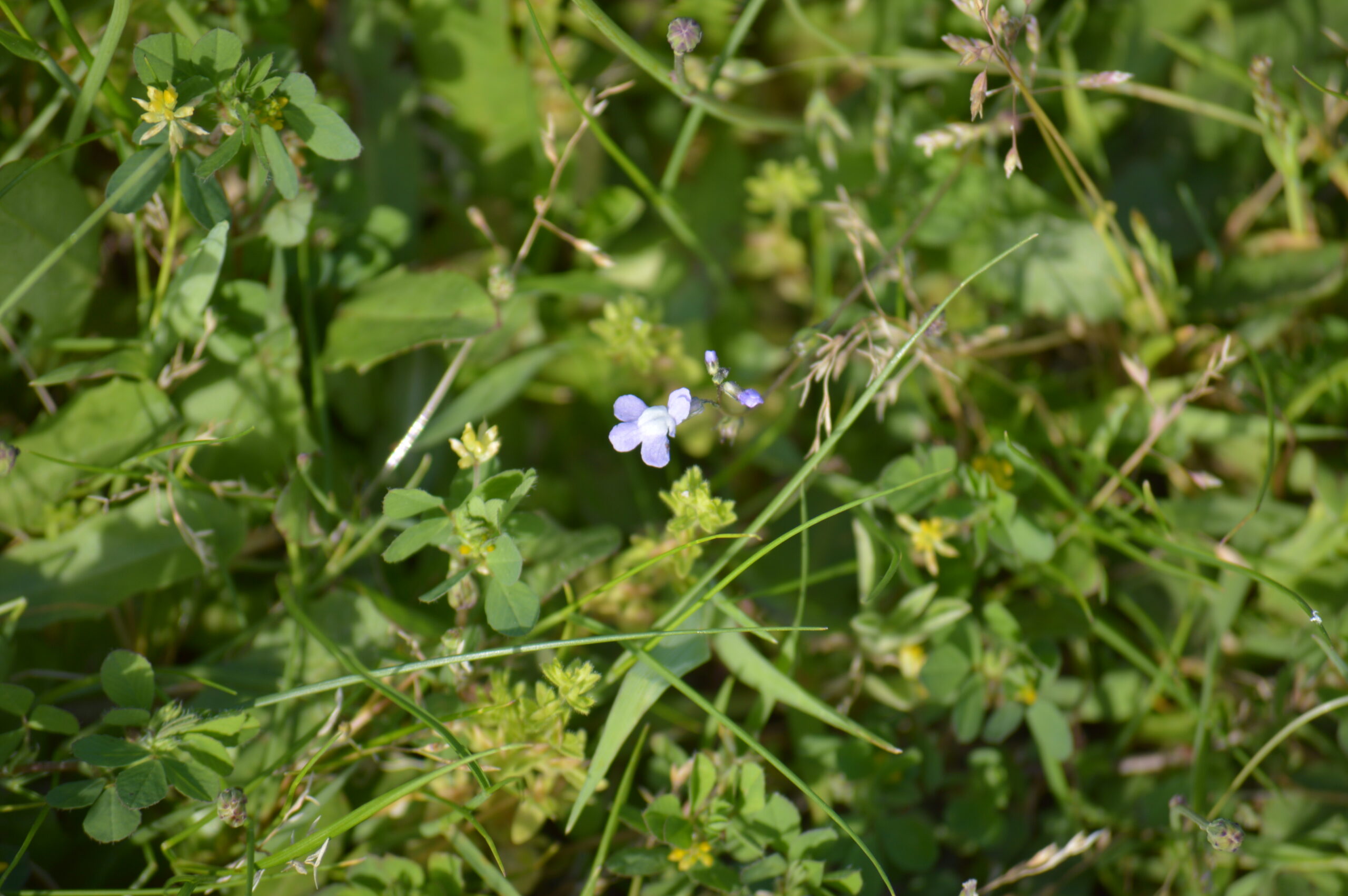 マツバウンラン　2024年4月27日撮影