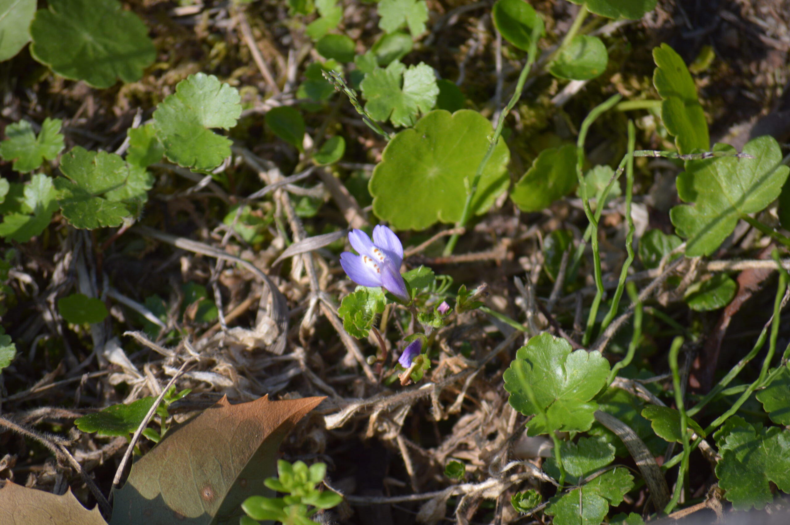 ムラサキサギゴケ　2024年4月27日撮影
