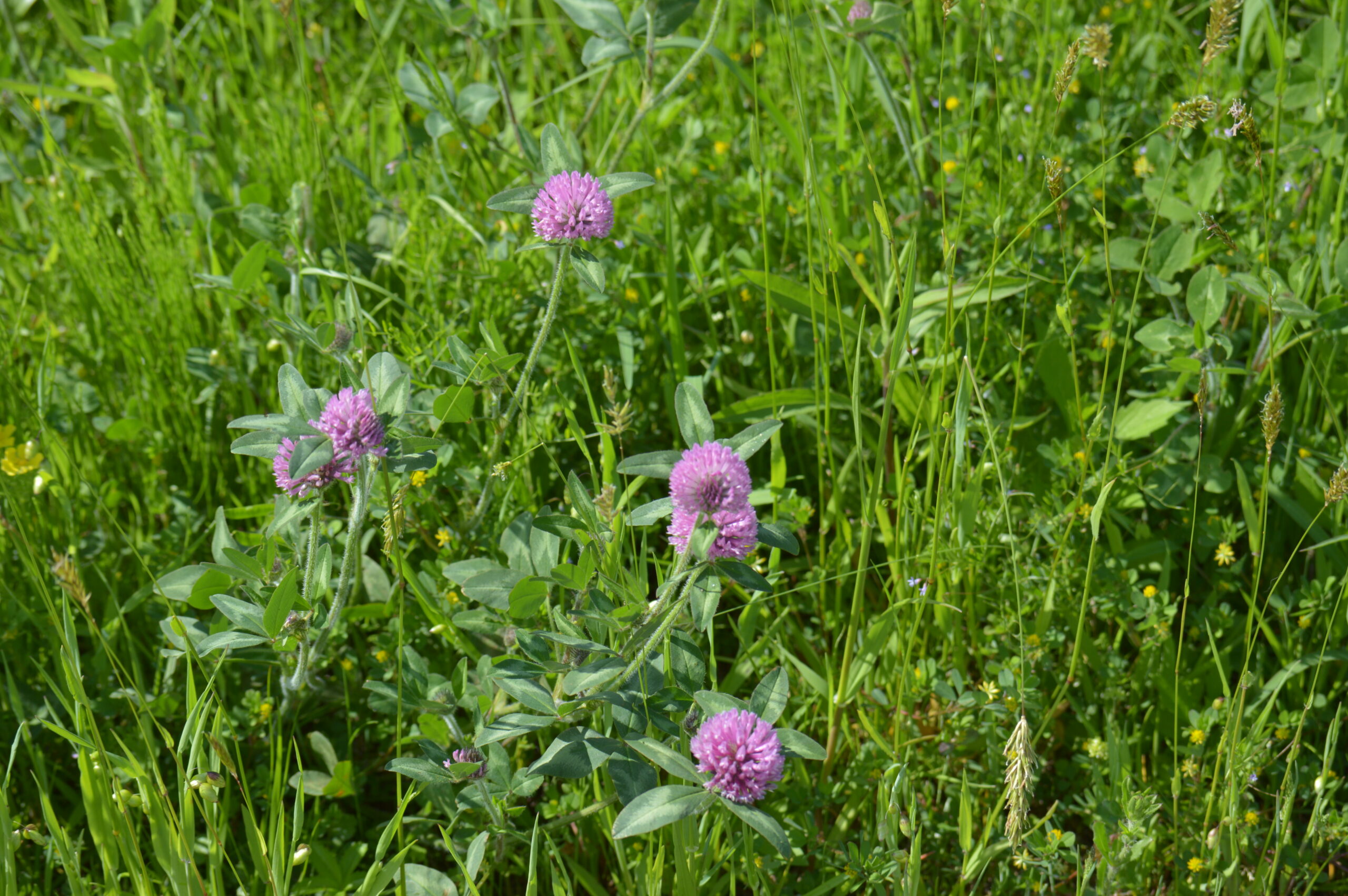 ムラサキツメクサ　2024年4月27日撮影