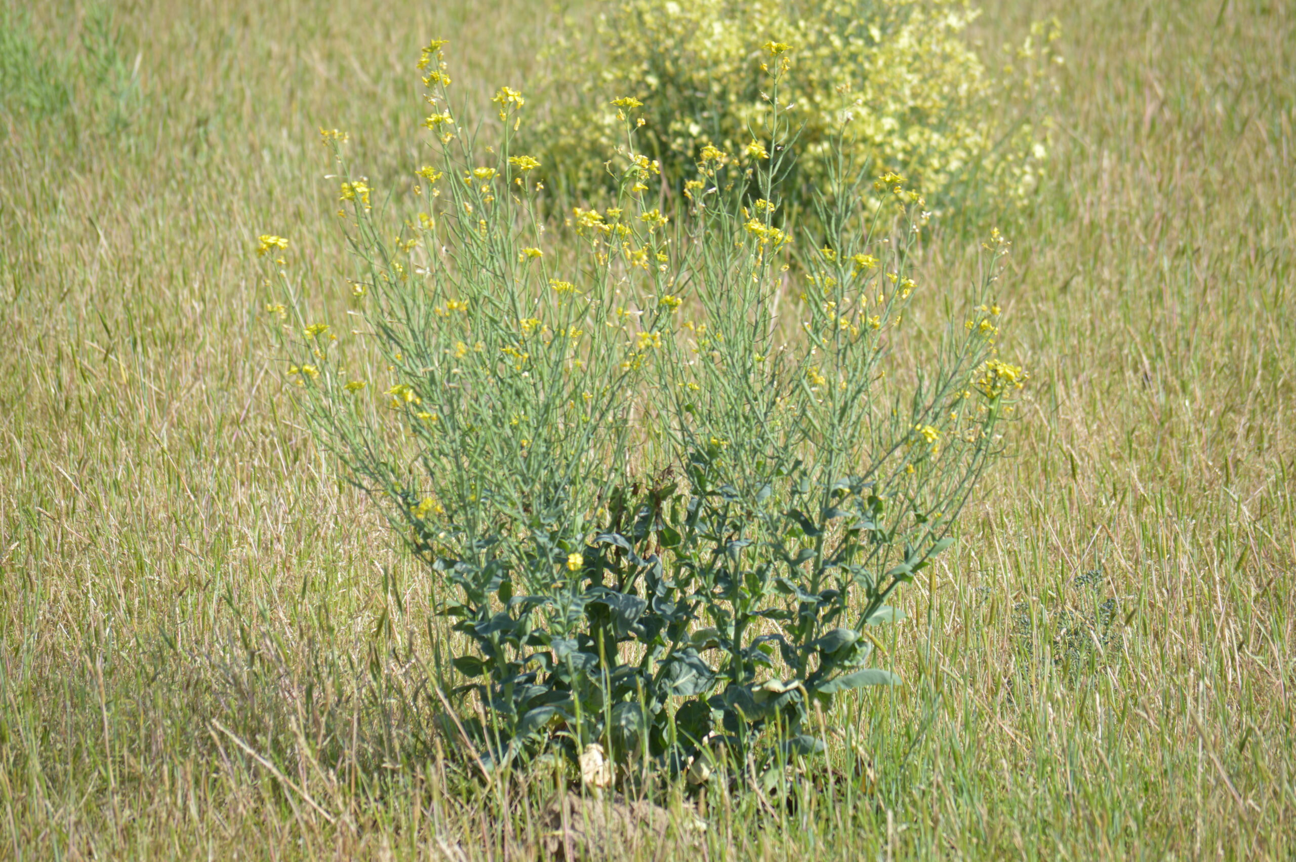 菜の花　2024年4月27日撮影