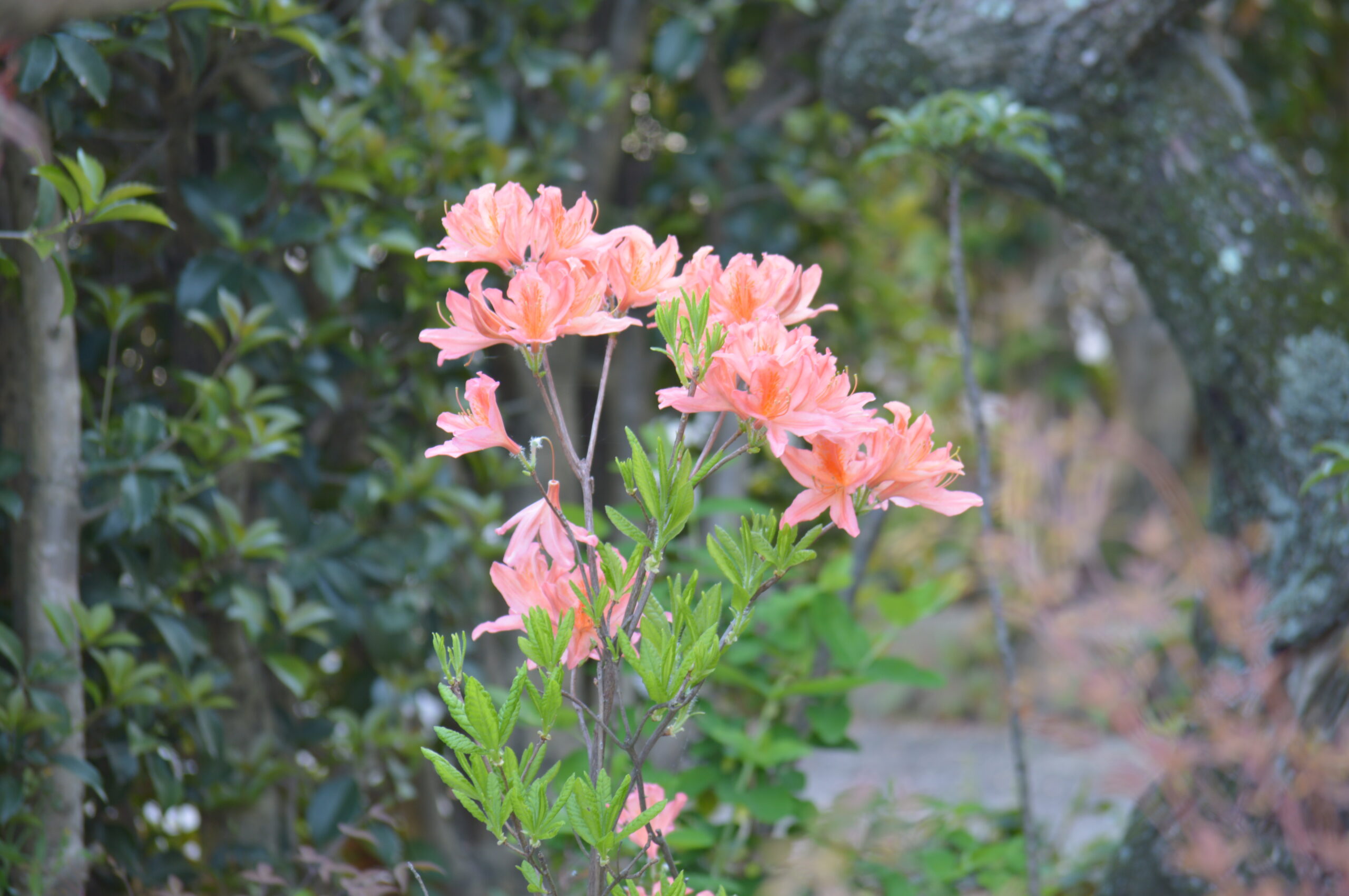 レンゲツツジ　2024年4月27日撮影