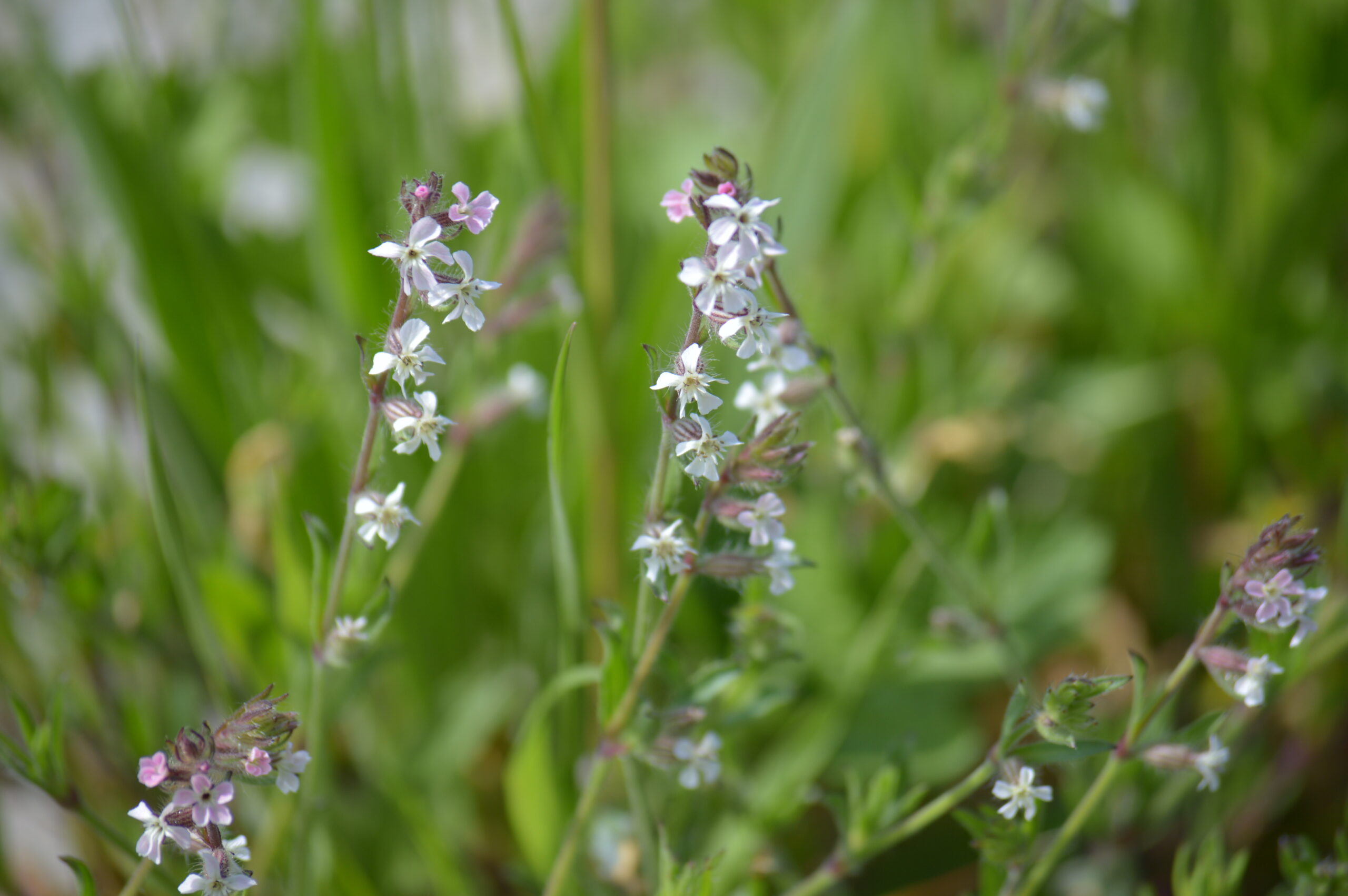 シロバナマンテマ　2024年4月27日撮影