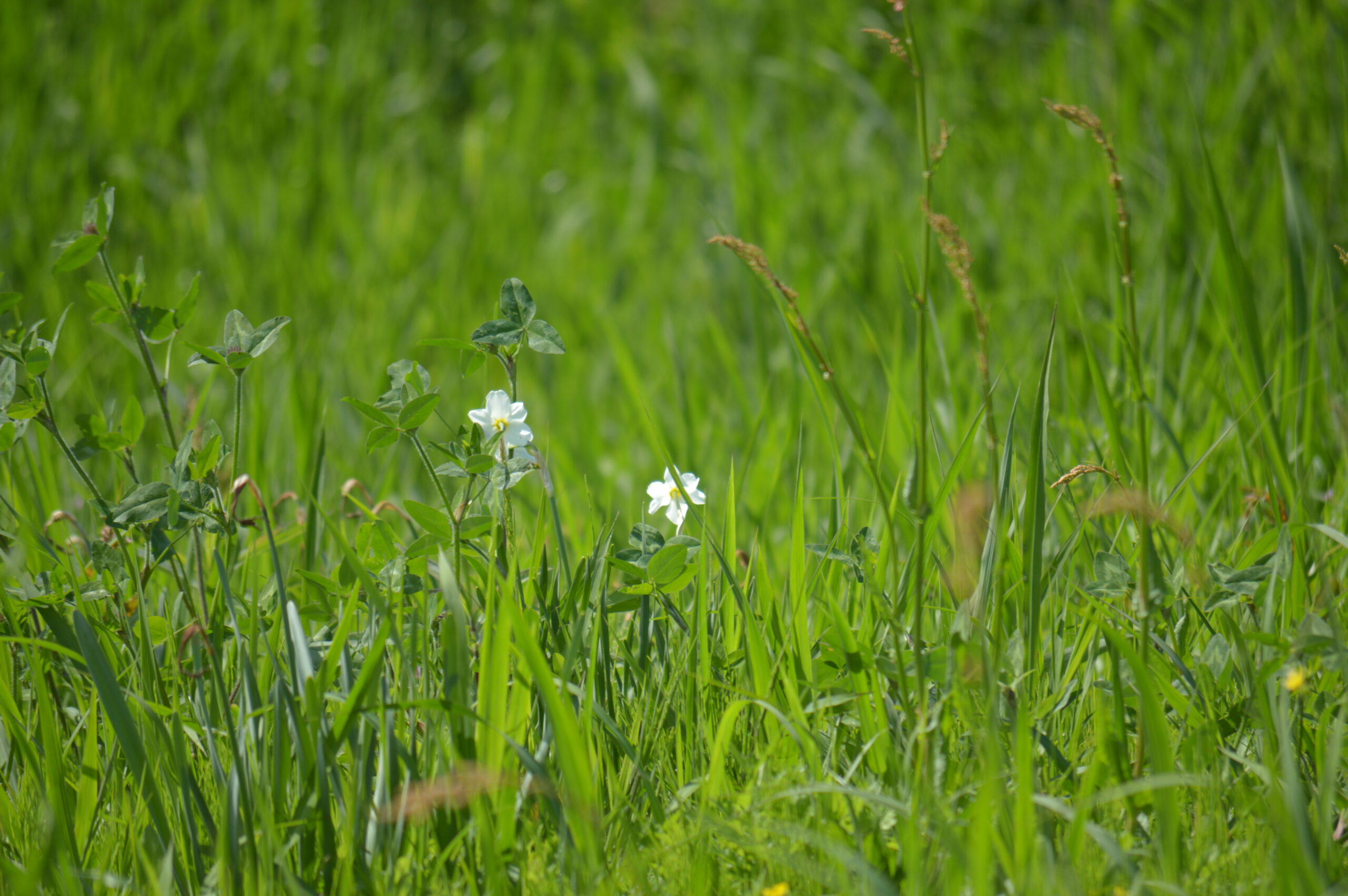 水仙　2024年4月27日撮影