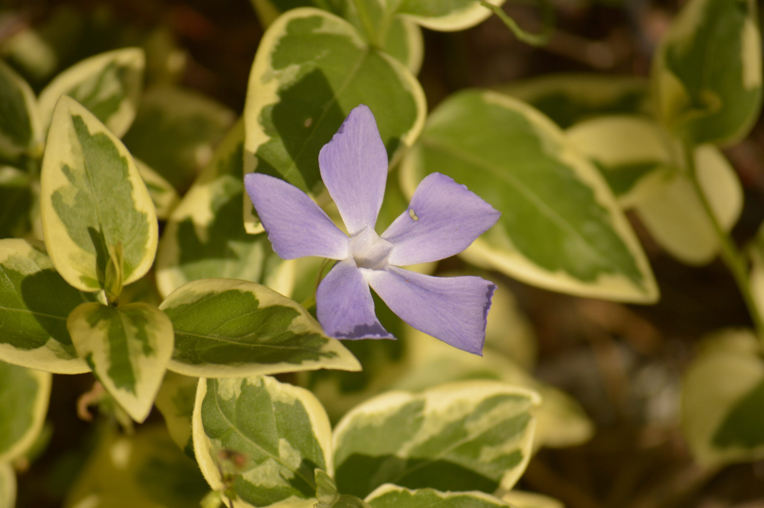 ツルニチニチソウ　2024年4月27日撮影