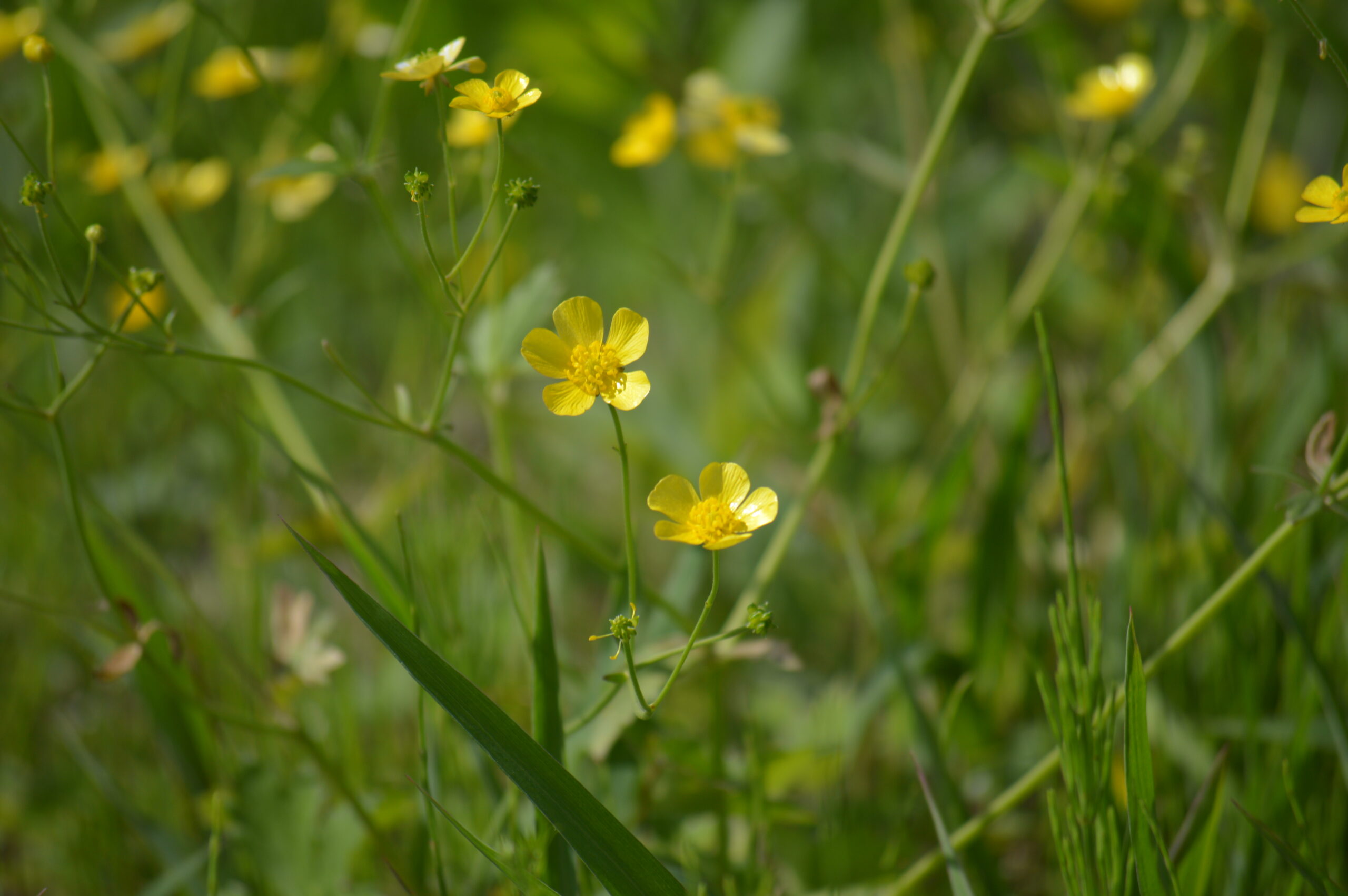 ウマノアシガタ　2024年4月27日撮影