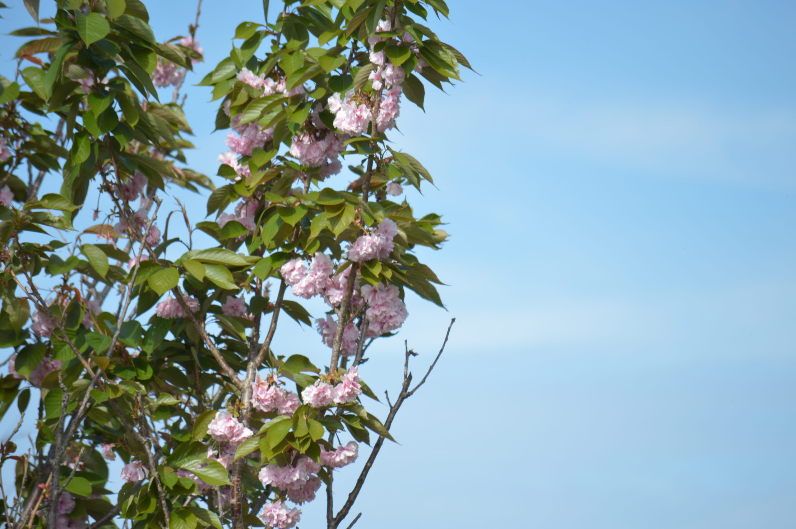 八重桜　2024年4月27日撮影