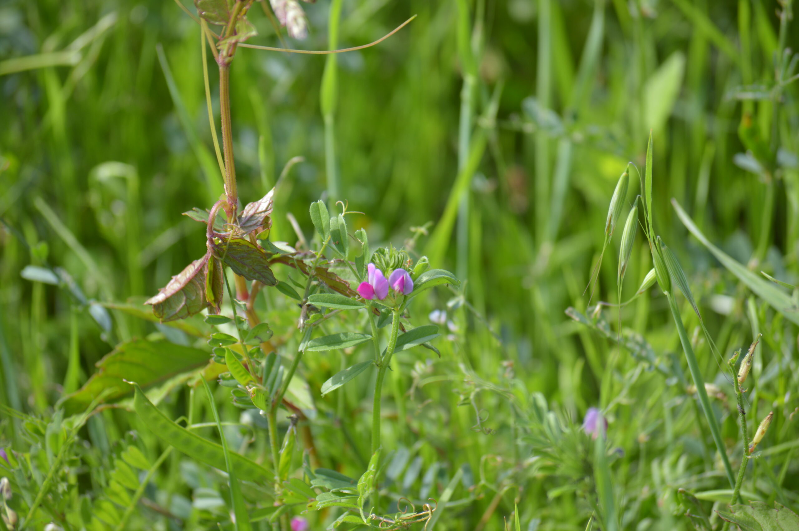 ヤハズエンドウ　2024年4月27日撮影