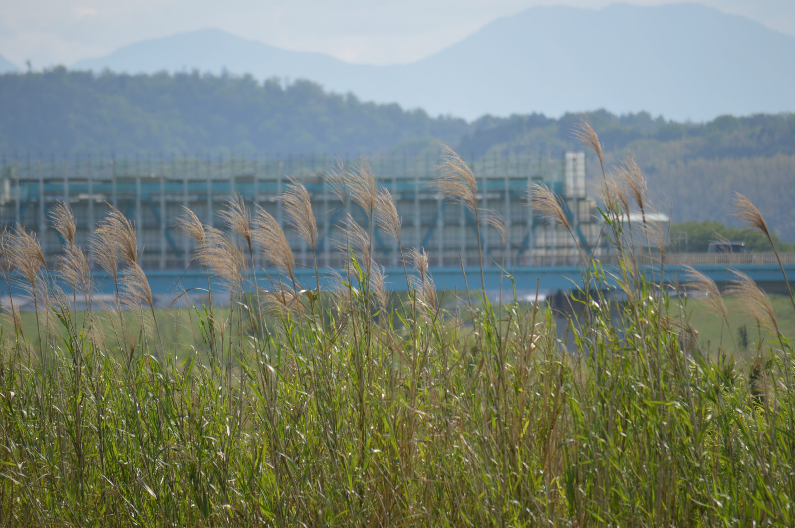 葦　2024年4月27日撮影