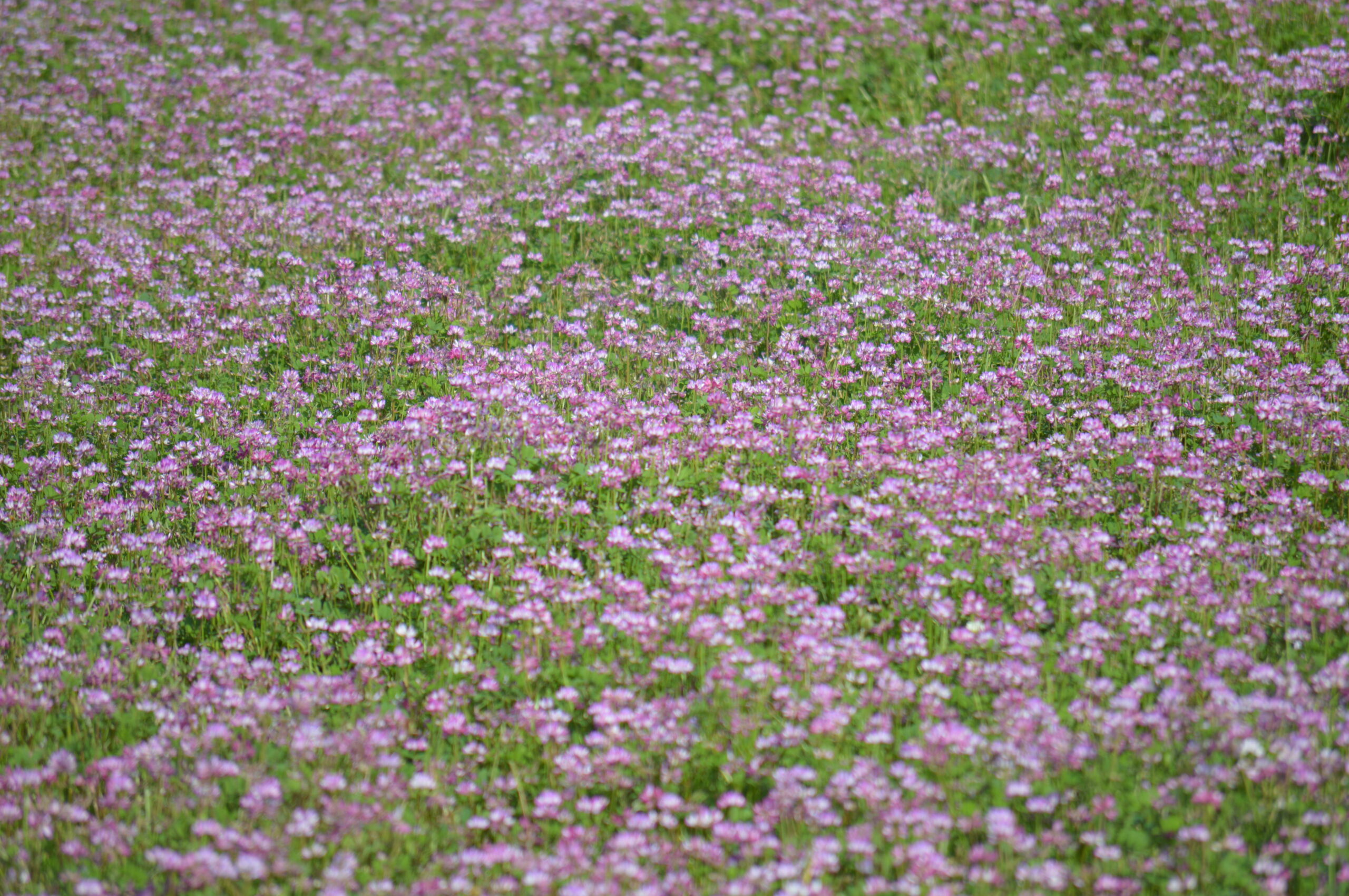 ゲンゲ　2024年4月27日撮影