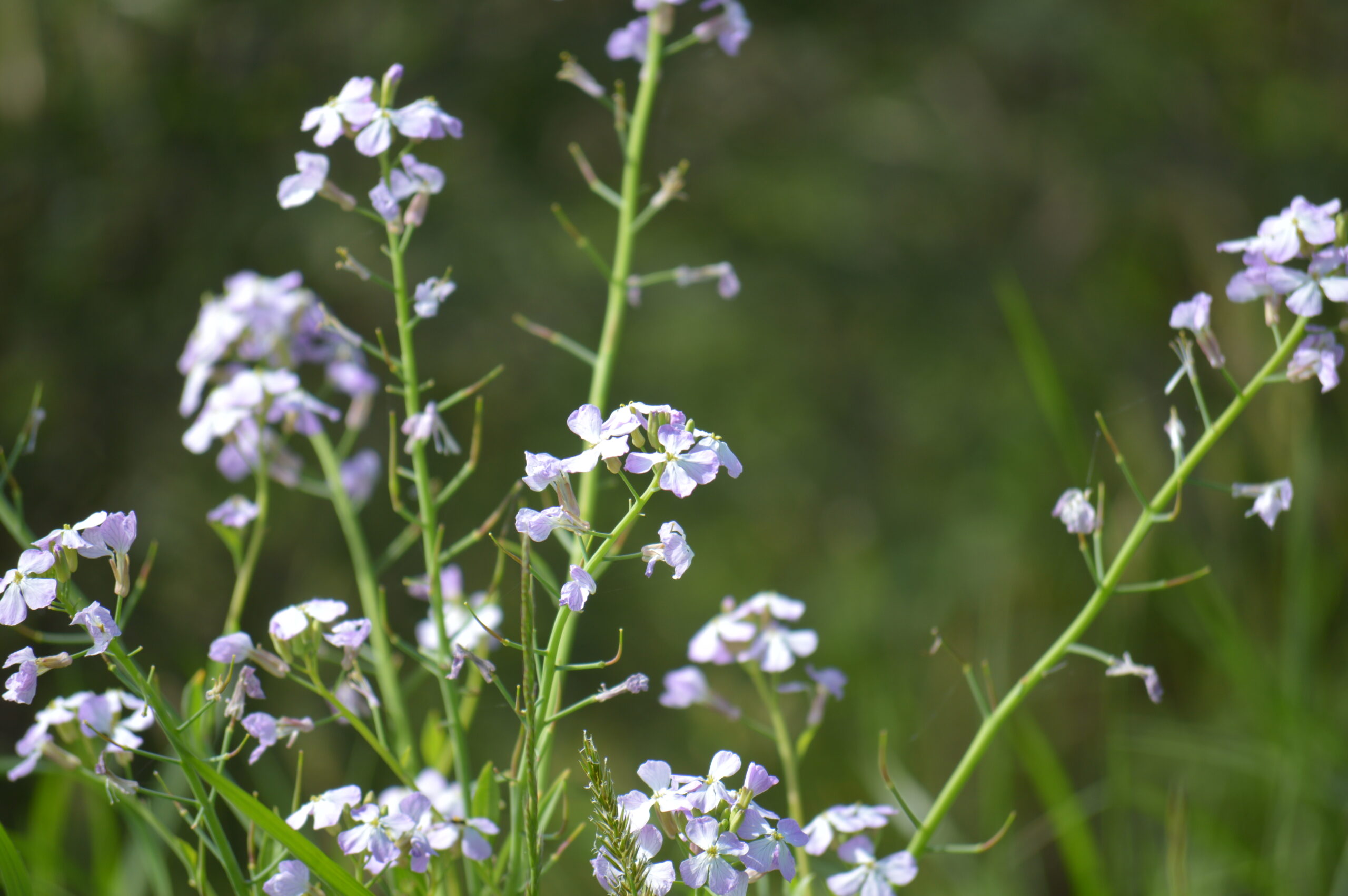 ハマダイコン　2024年4月27日撮影