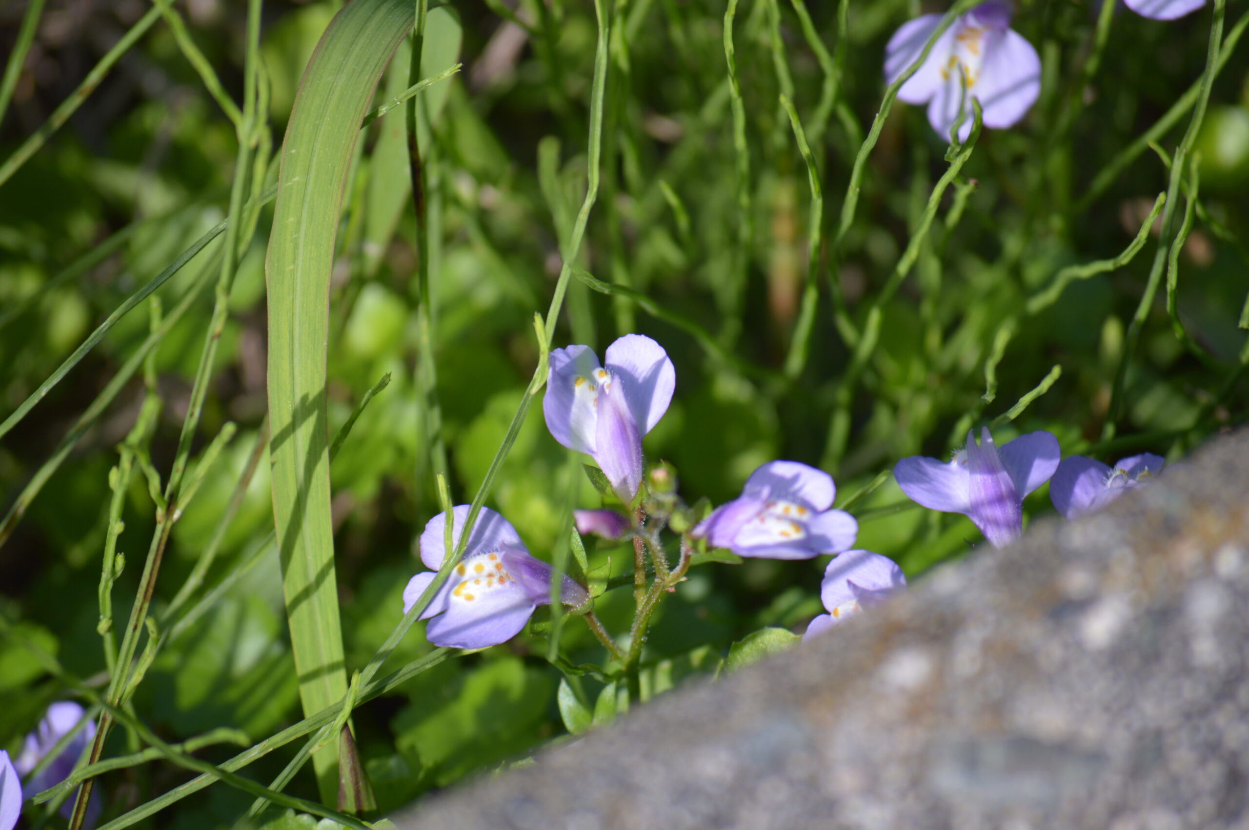 ムラサキサギゴケ　2024年4月27日撮影