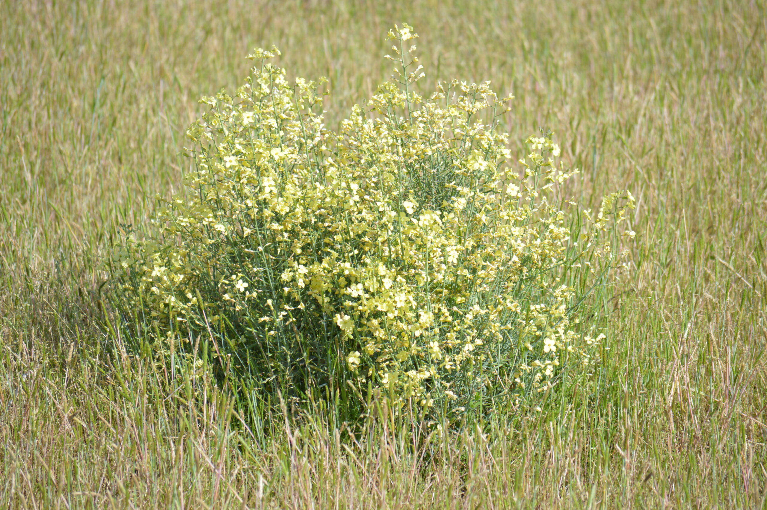菜の花　2024年4月27日撮影