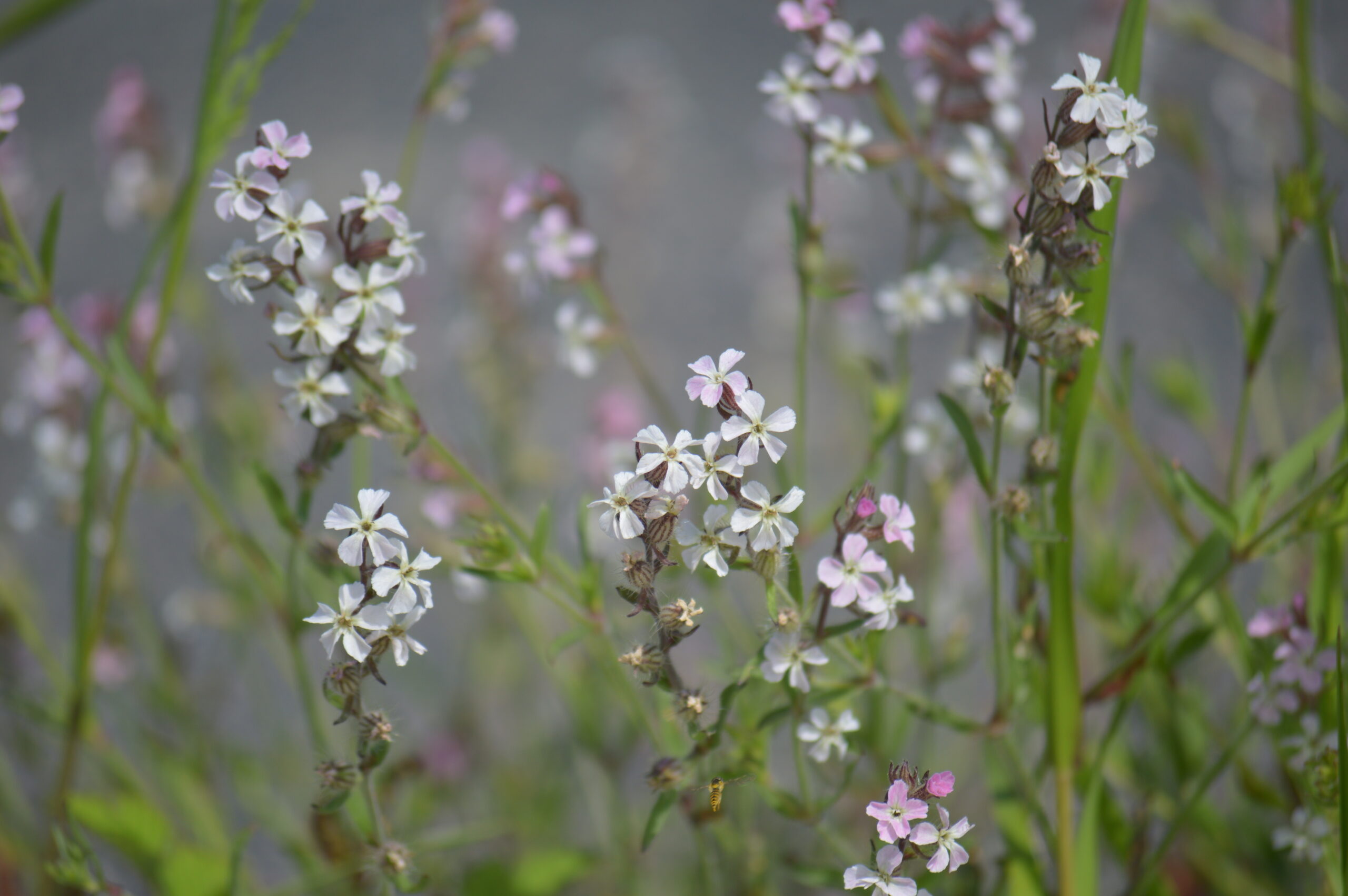 シロバナマンテマ　2024年4月27日撮影